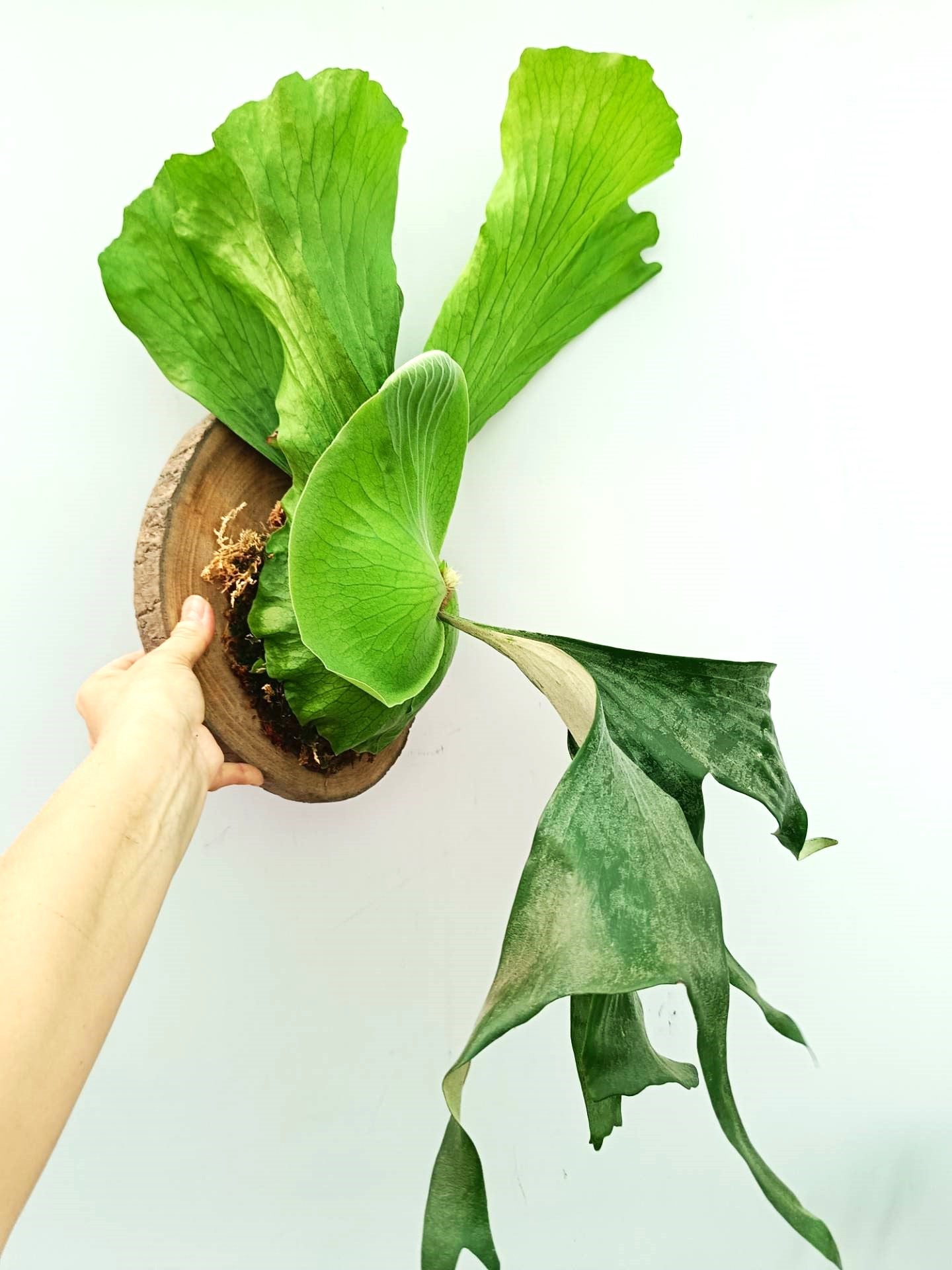 Platycerium Alcicorne x Elephantotis