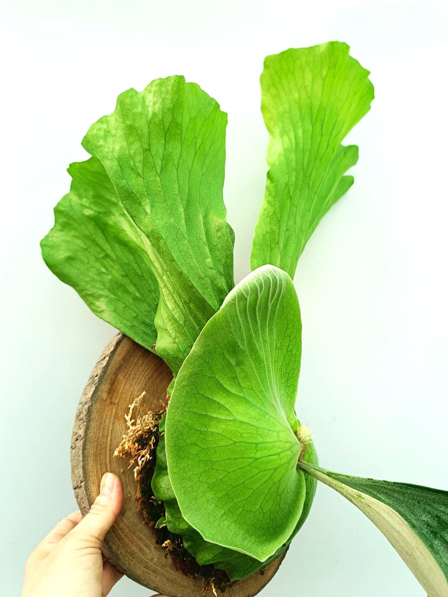 Platycerium Alcicorne x Elephantotis