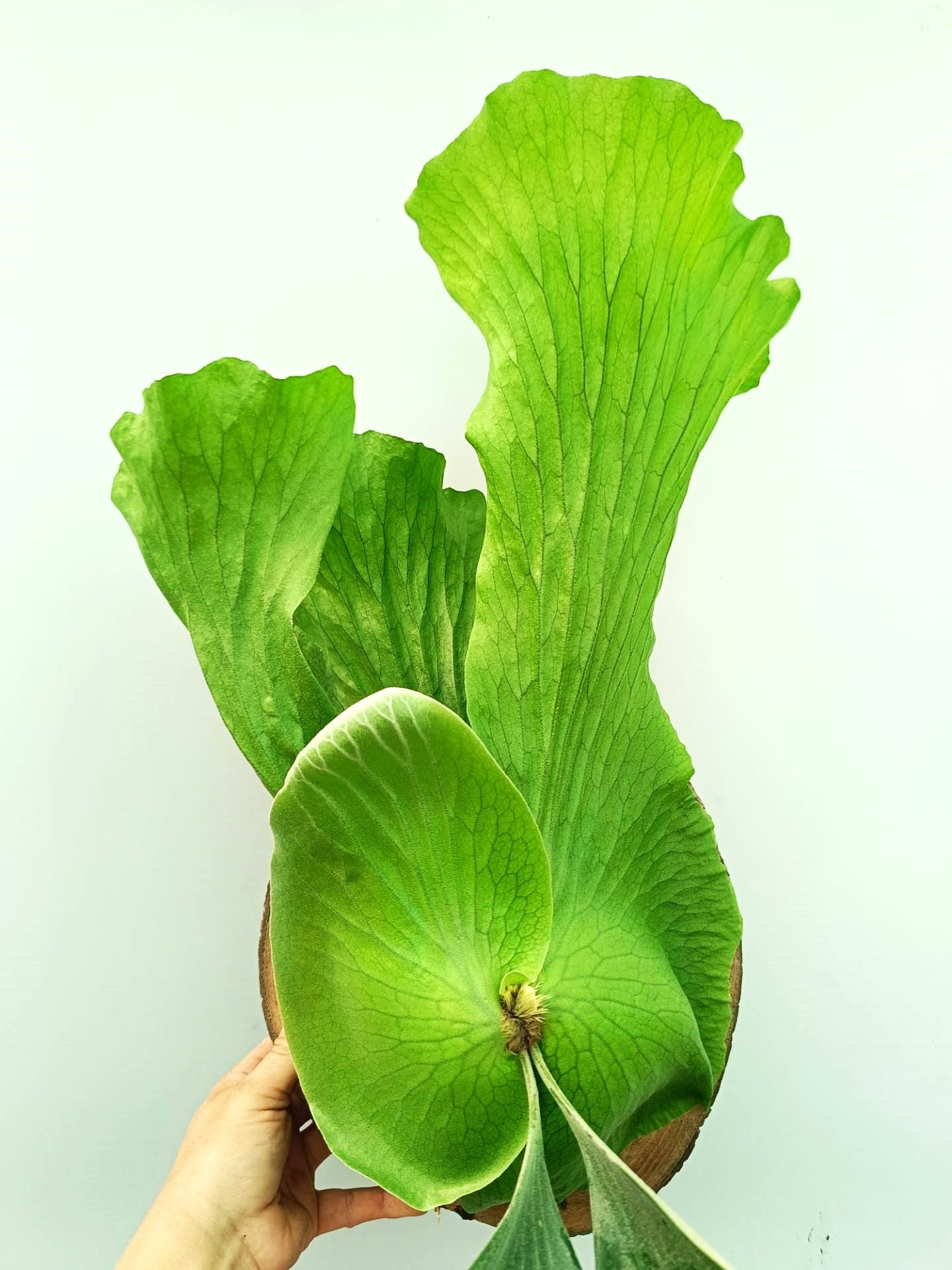 Platycerium Alcicorne x Elephantotis