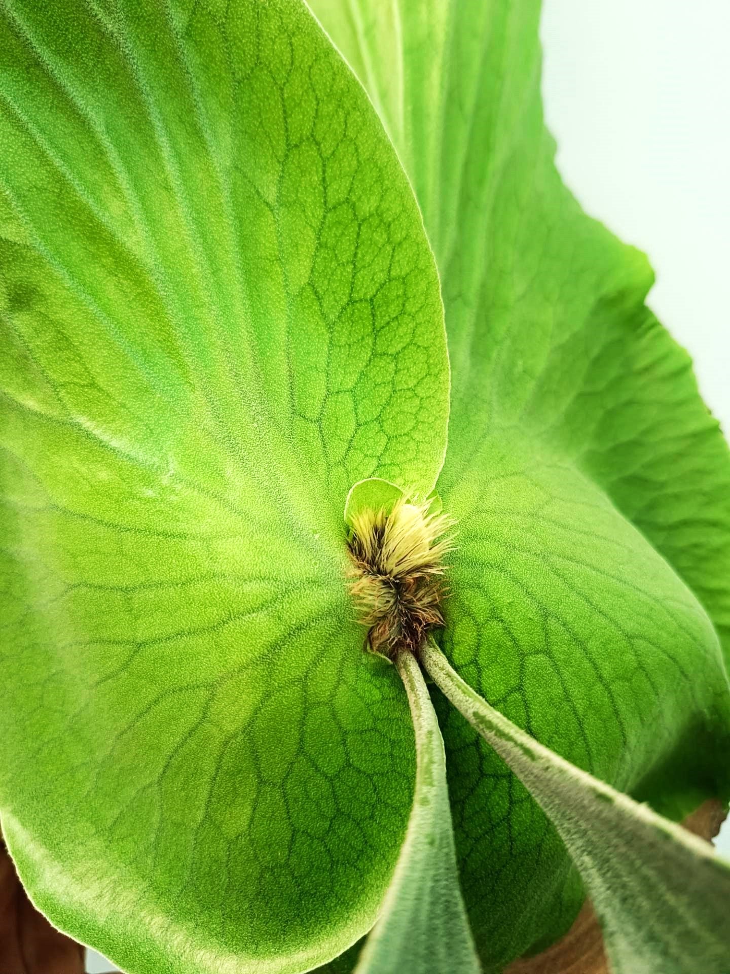 Platycerium Alcicorne x Elephantotis