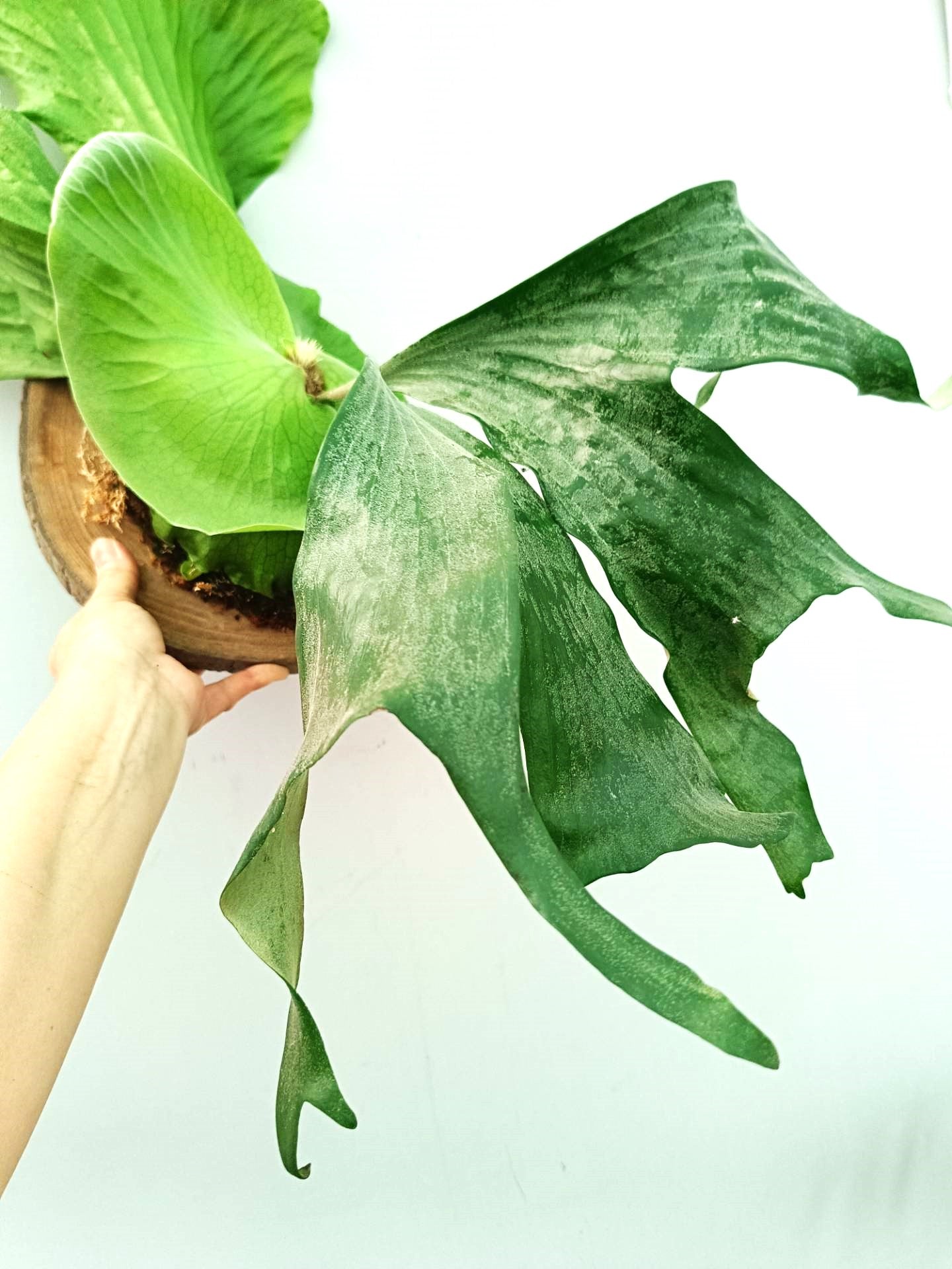 Platycerium Alcicorne x Elephantotis