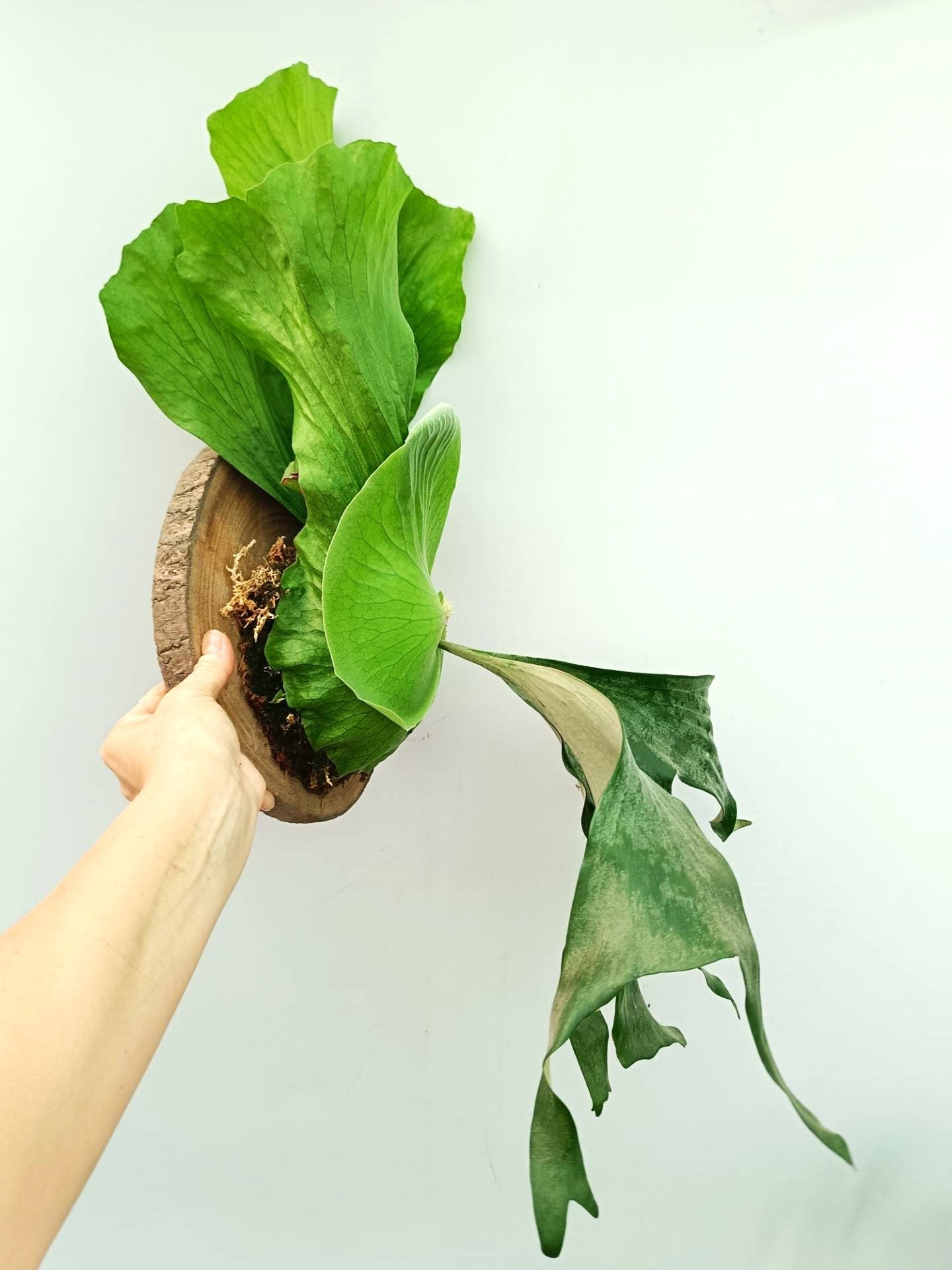 Platycerium Alcicorne x Elephantotis