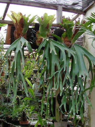 Platycerium Andinum mature plant