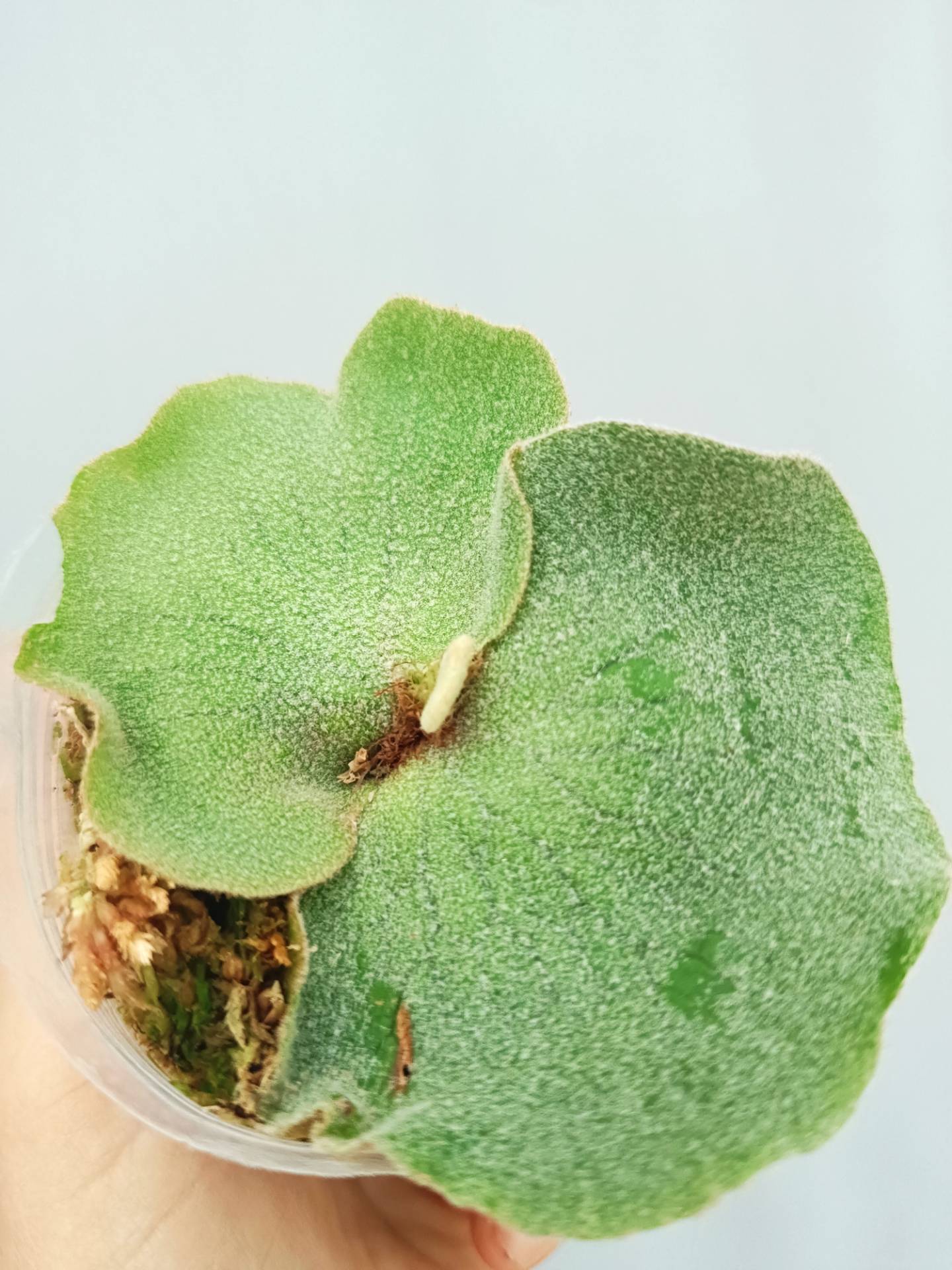 Platycerium Andinum | Welovetropicalplants