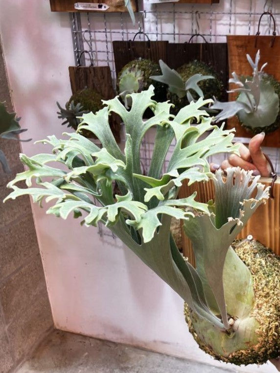 Platycerium Bifurcatum cv. &#39;Popcorn&#39;