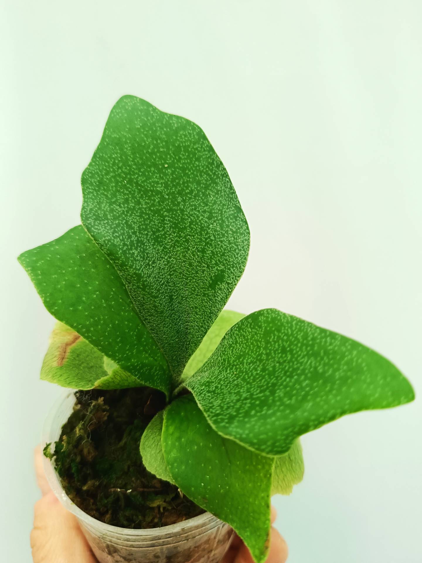 Platycerium Bifurcatum cv. 'Popcorn'