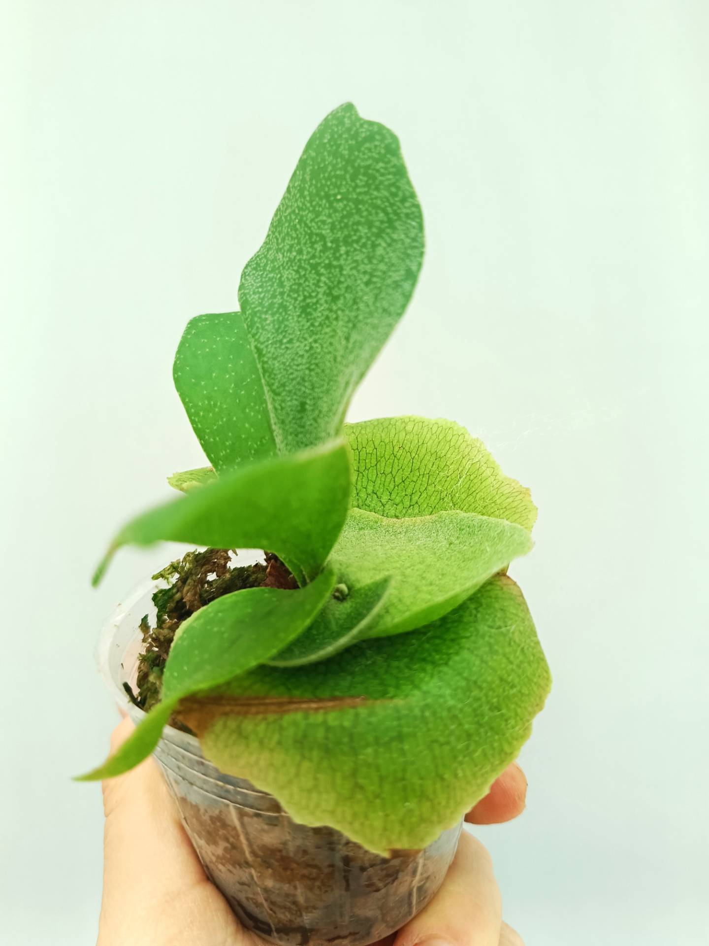 Platycerium Bifurcatum cv. 'Popcorn'