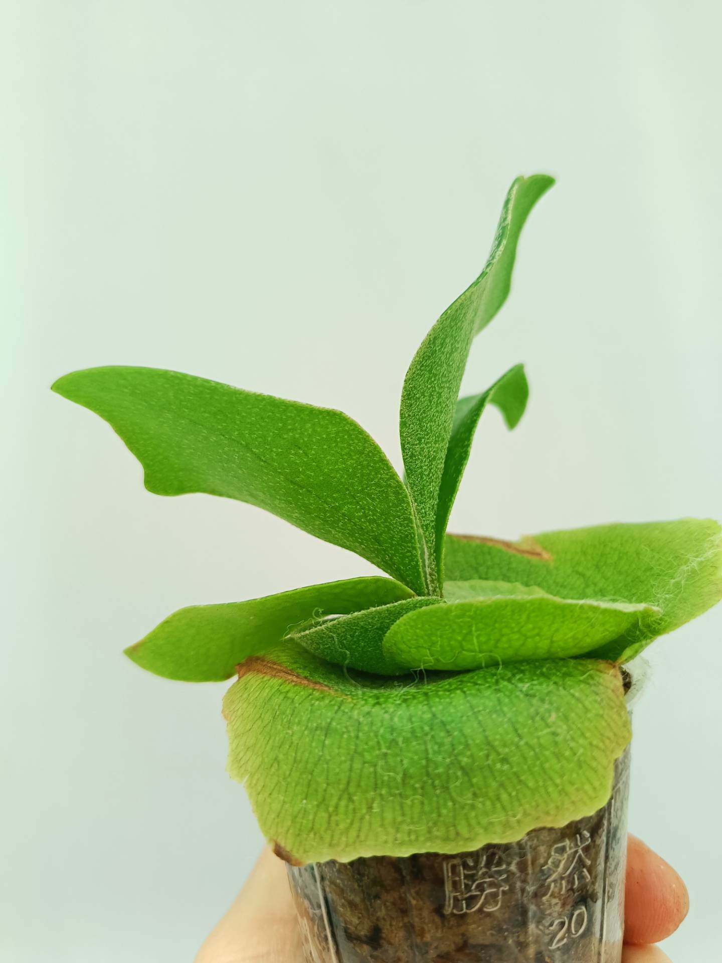 Platycerium Bifurcatum cv. 'Popcorn'