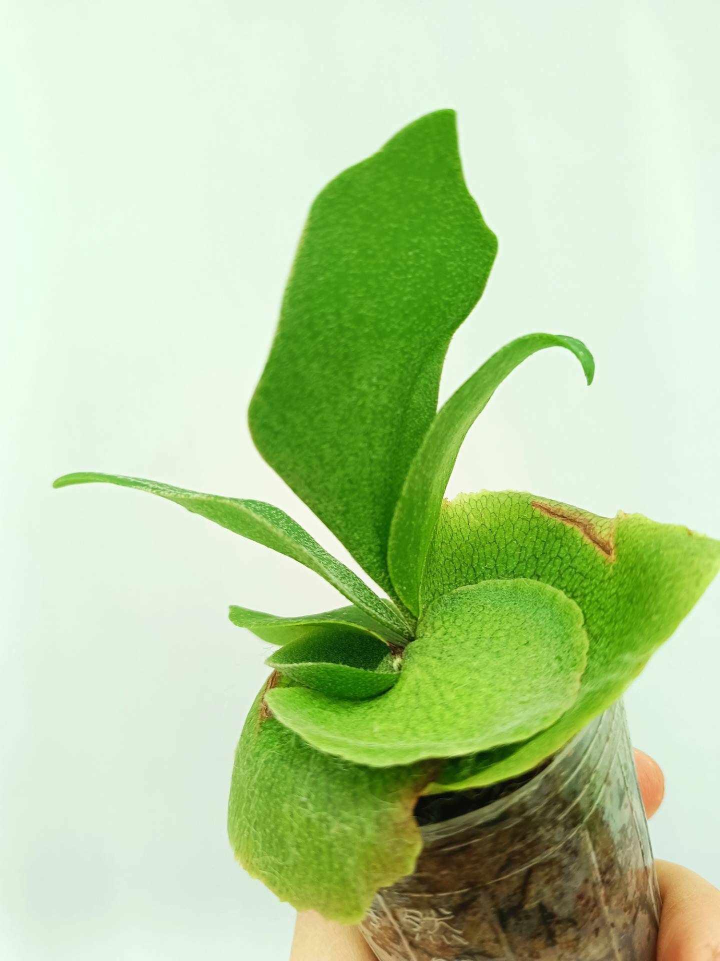 Platycerium Bifurcatum cv. 'Popcorn'