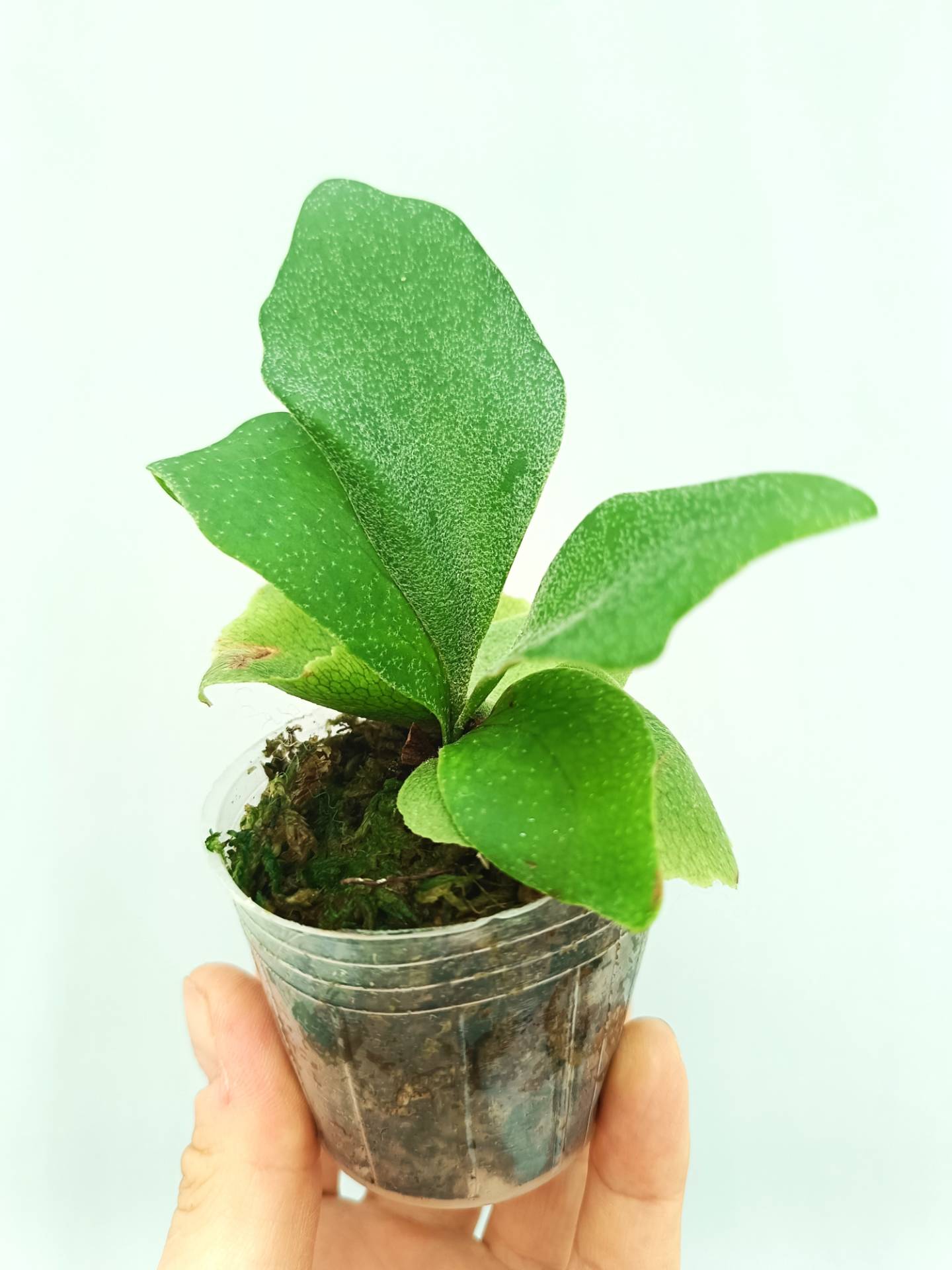 Platycerium Bifurcatum cv. 'Popcorn'