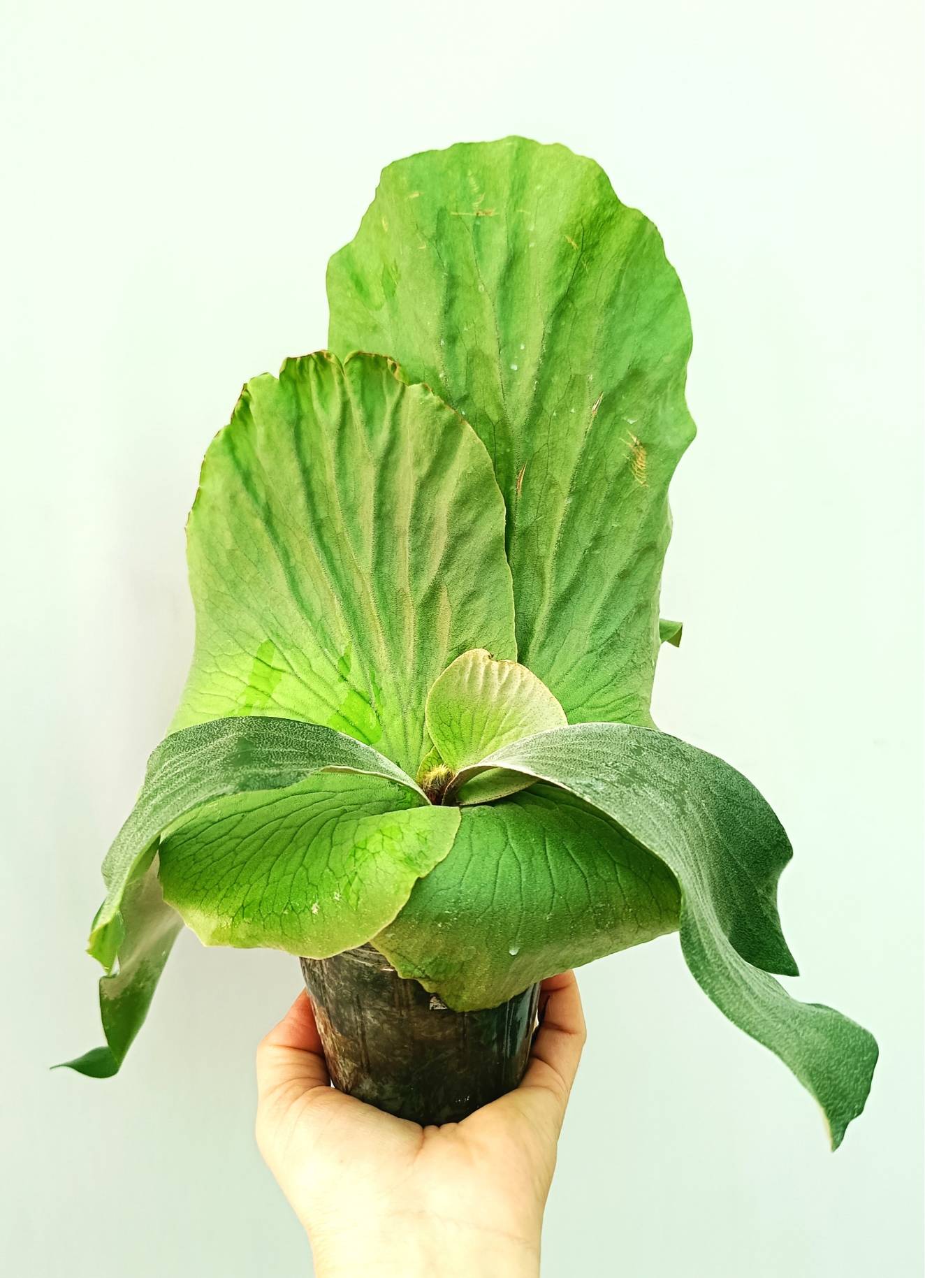 P.Ellisotis (P.ellisii x P.elephantotis)④ @bikamori.com