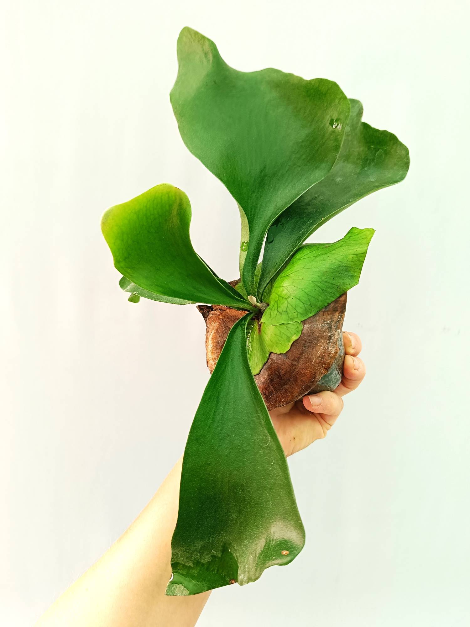 Platycerium Ellisii | Welovetropicalplants
