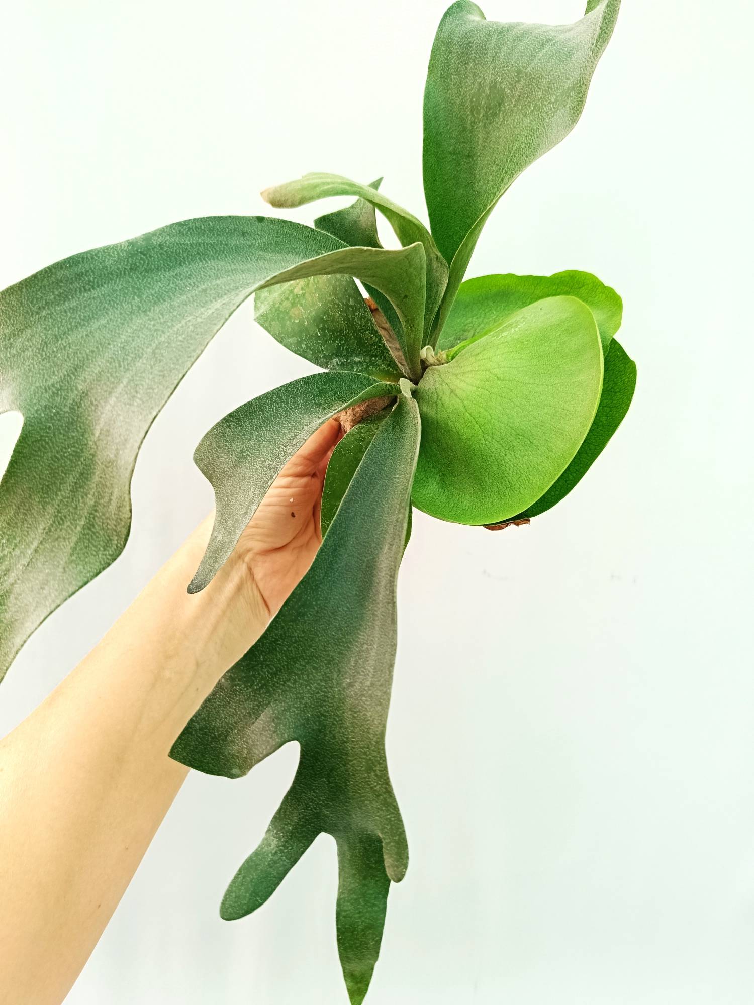 Platycerium FongSiQiQQ