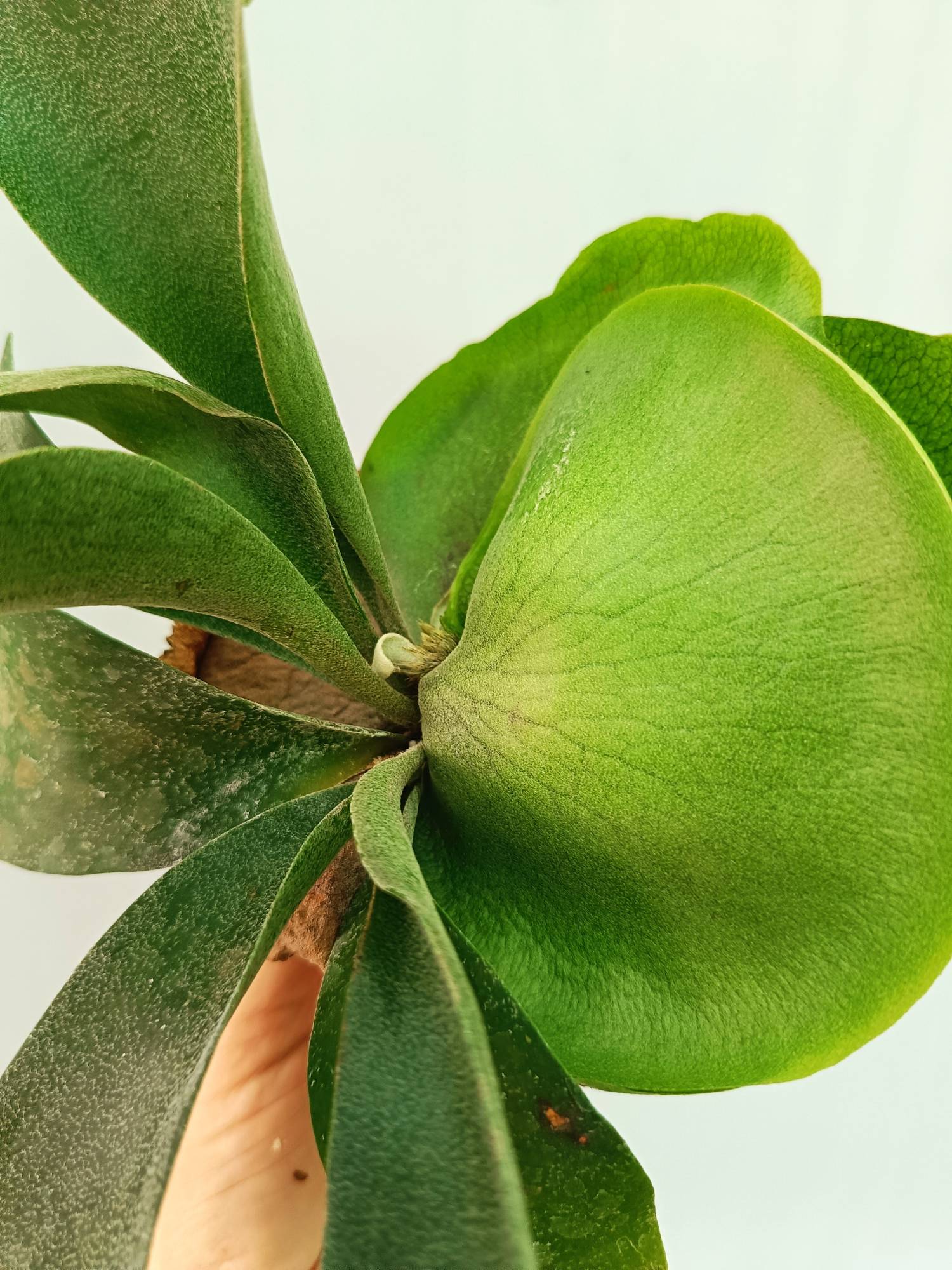 Platycerium FongSiQiQQ