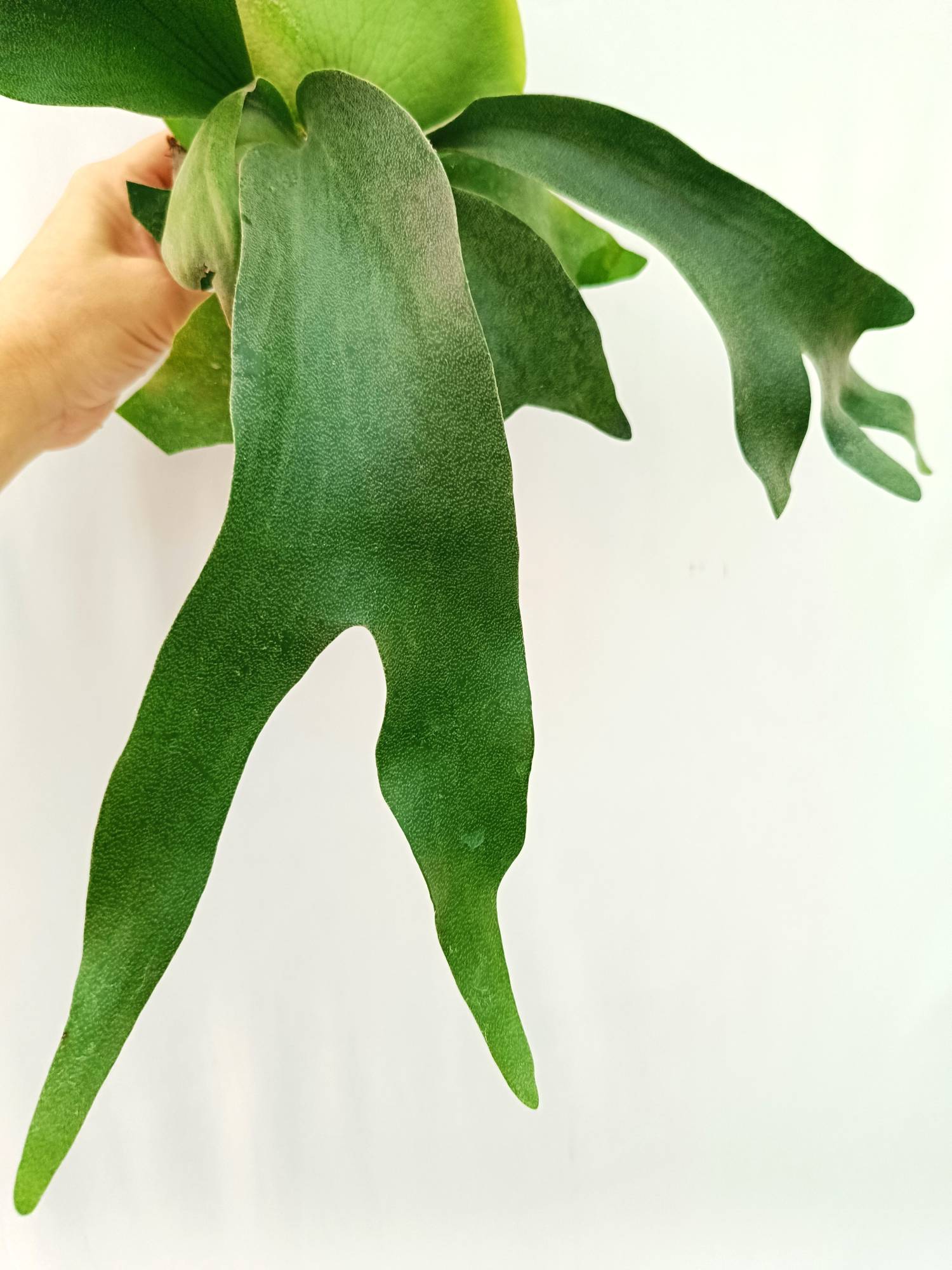 Platycerium FongSiQiQQ