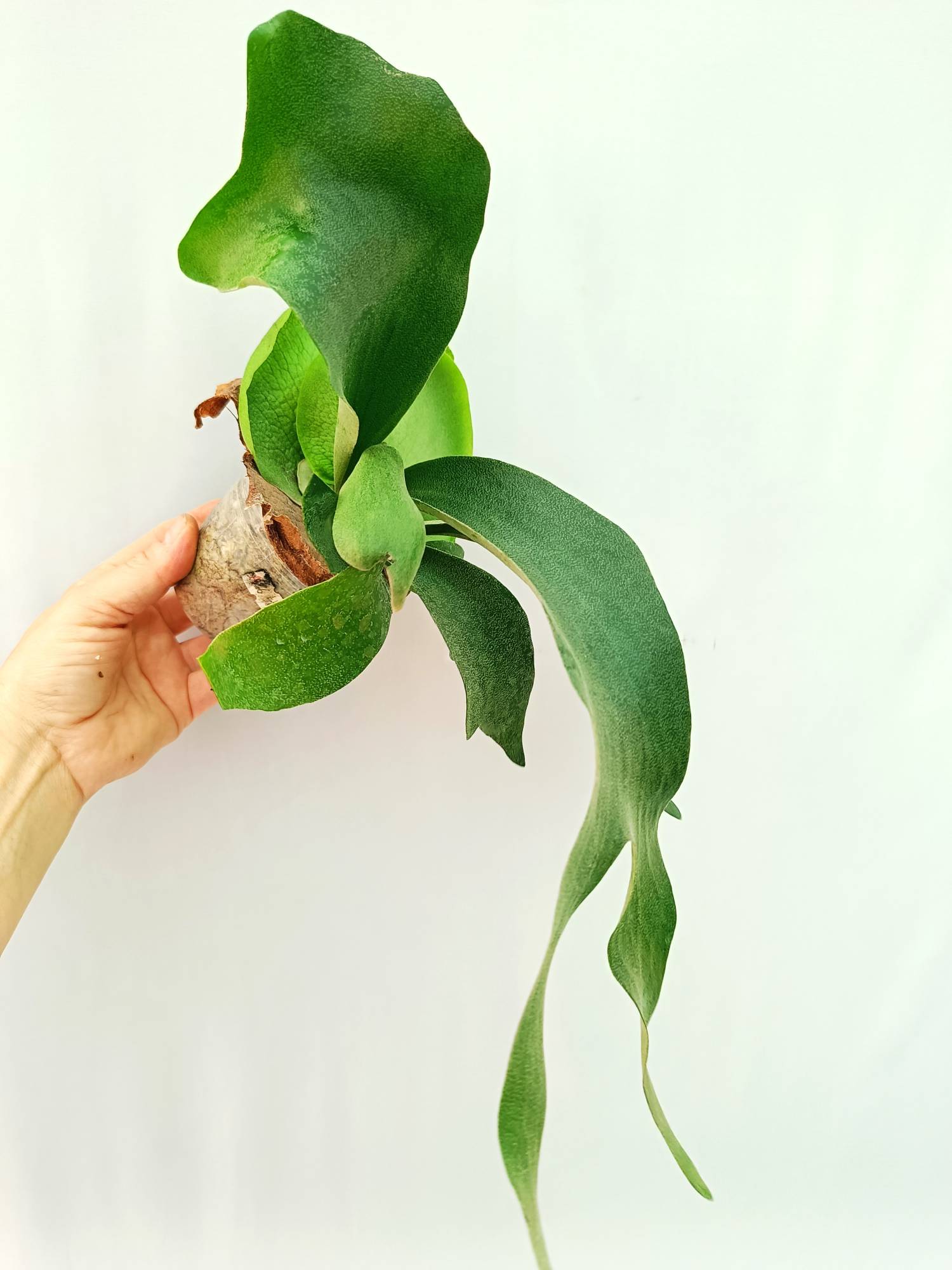 Platycerium FongSiQiQQ