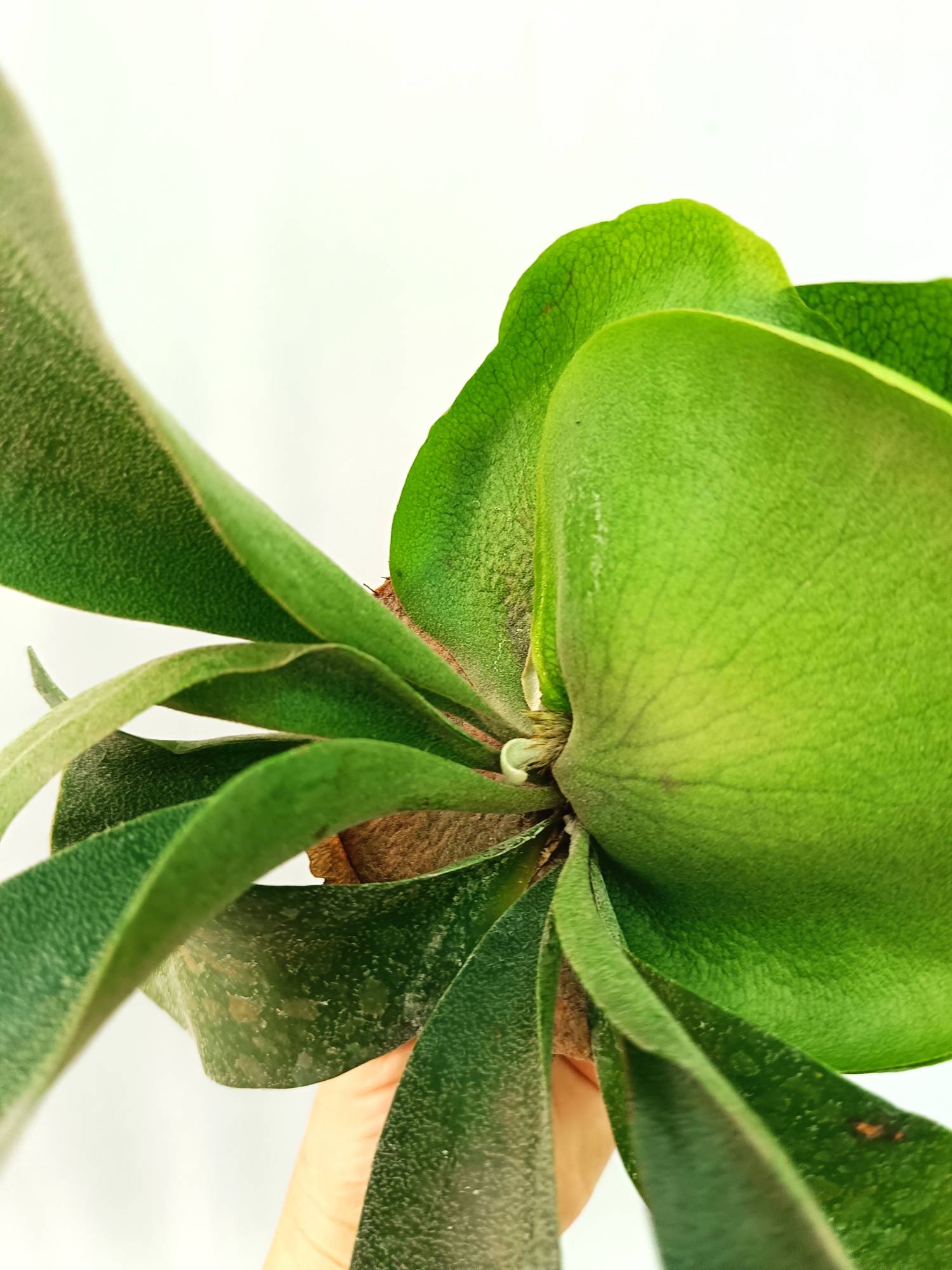 Platycerium FongSiQiQQ