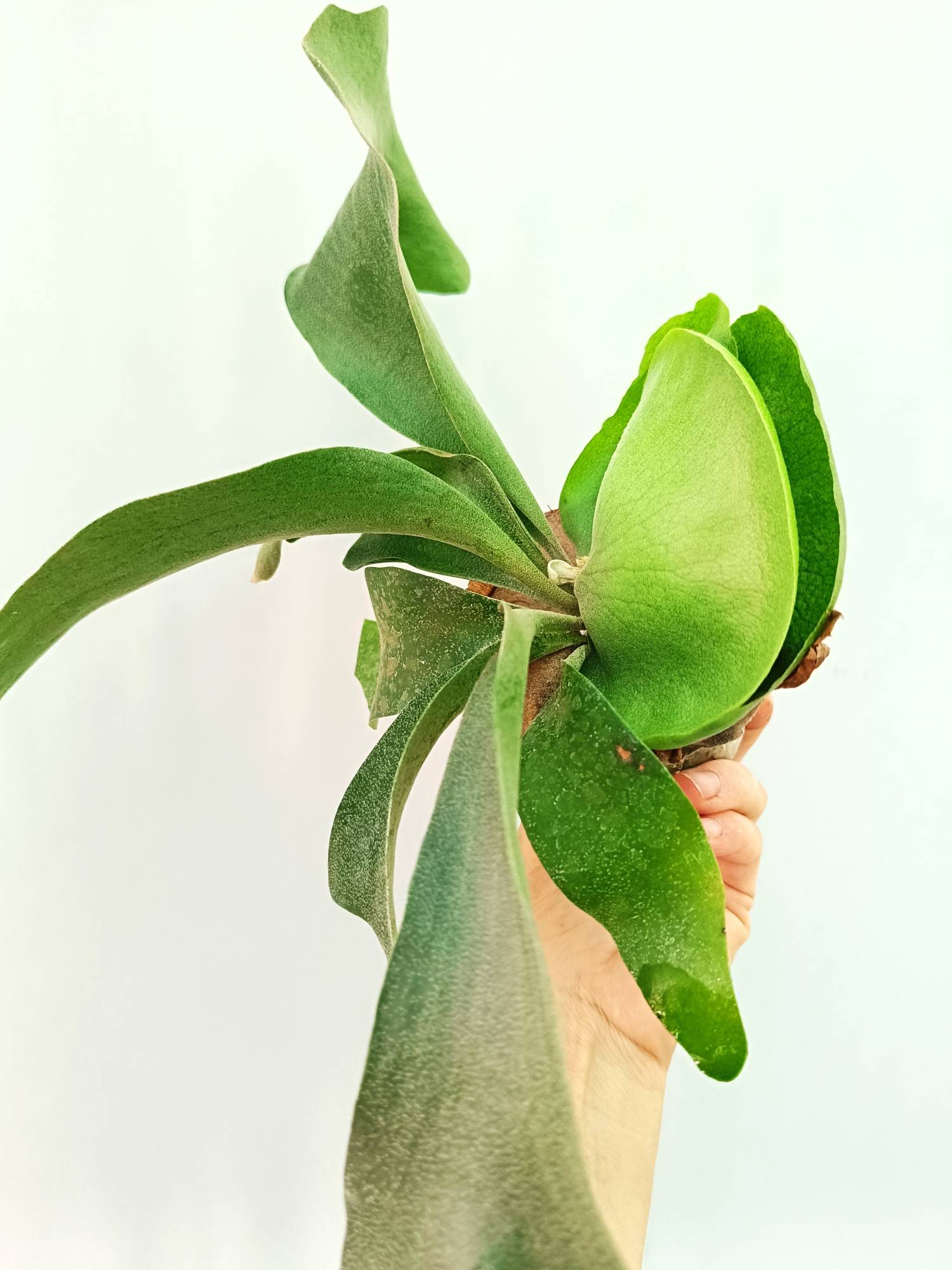 Platycerium FongSiQiQQ