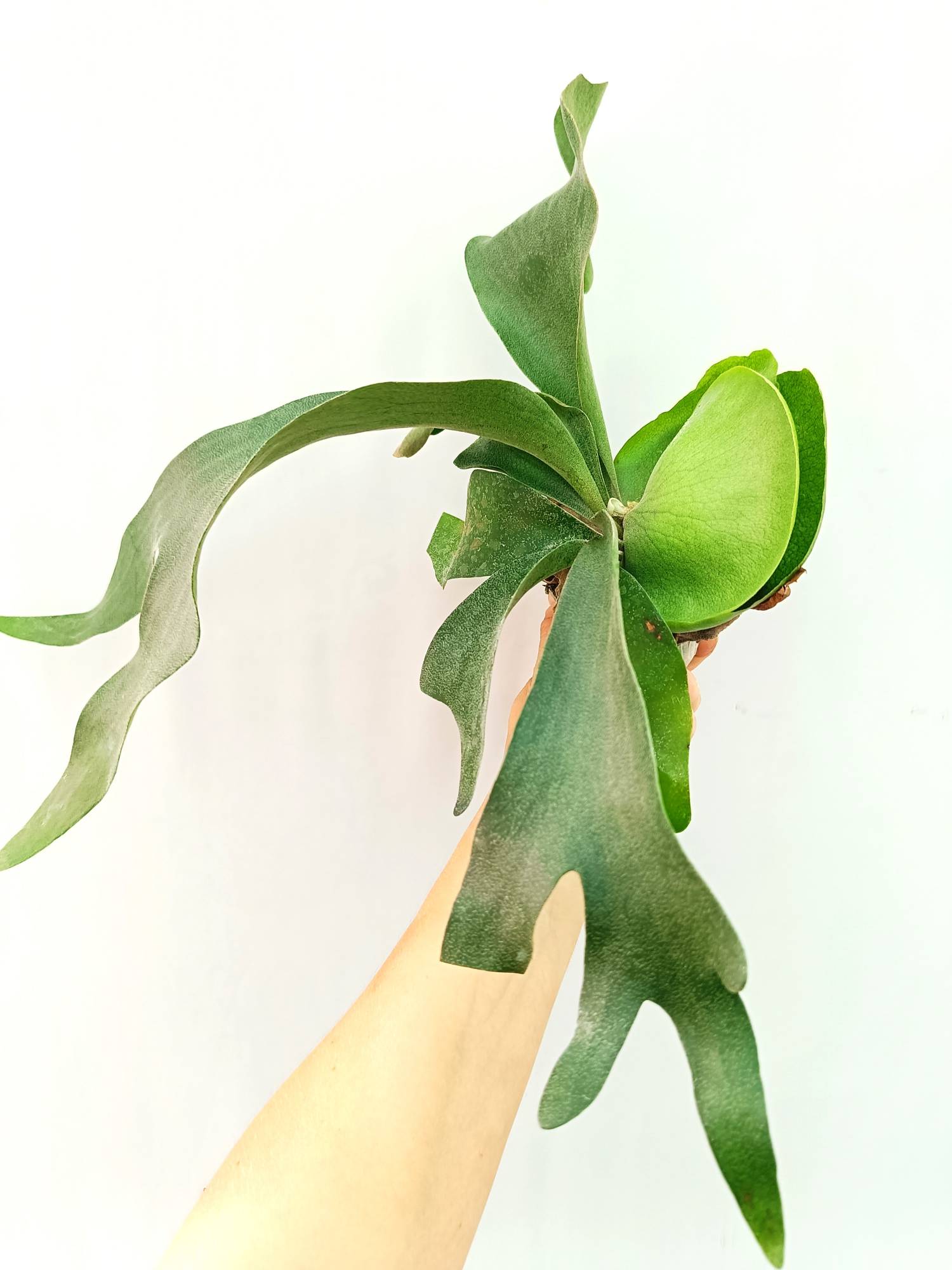 Platycerium FongSiQiQQ