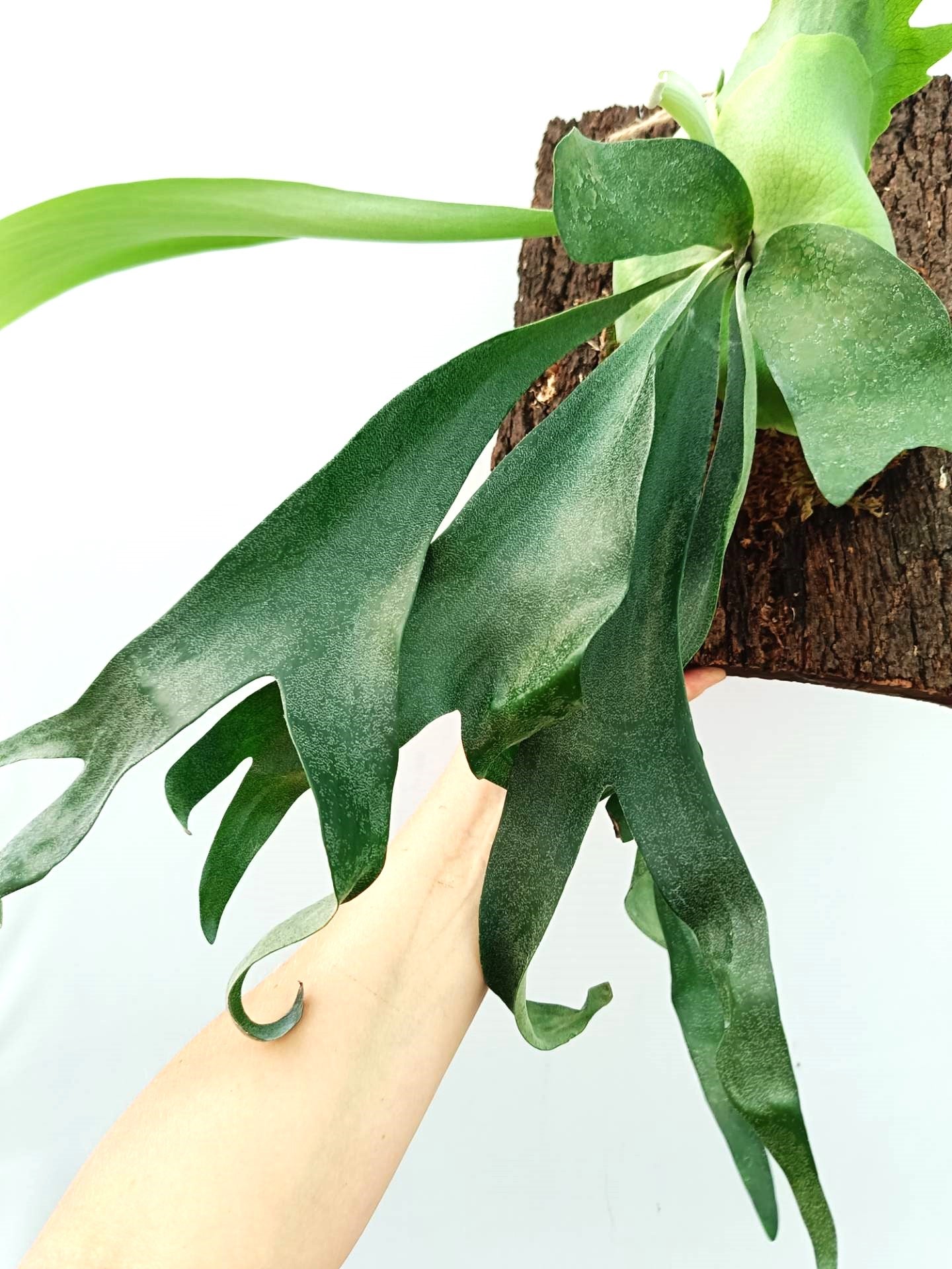 Platycerium FongSiQiQQ