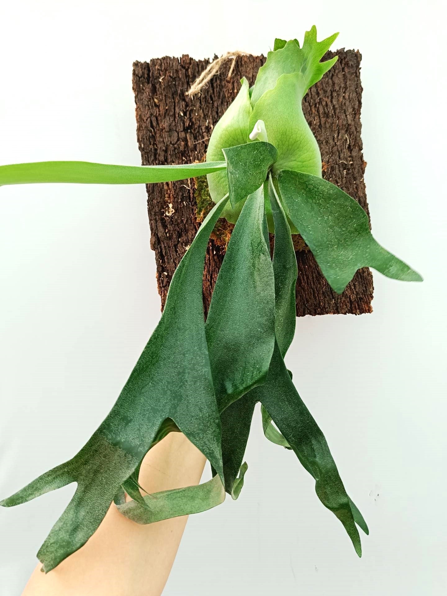 Platycerium FongSiQiQQ