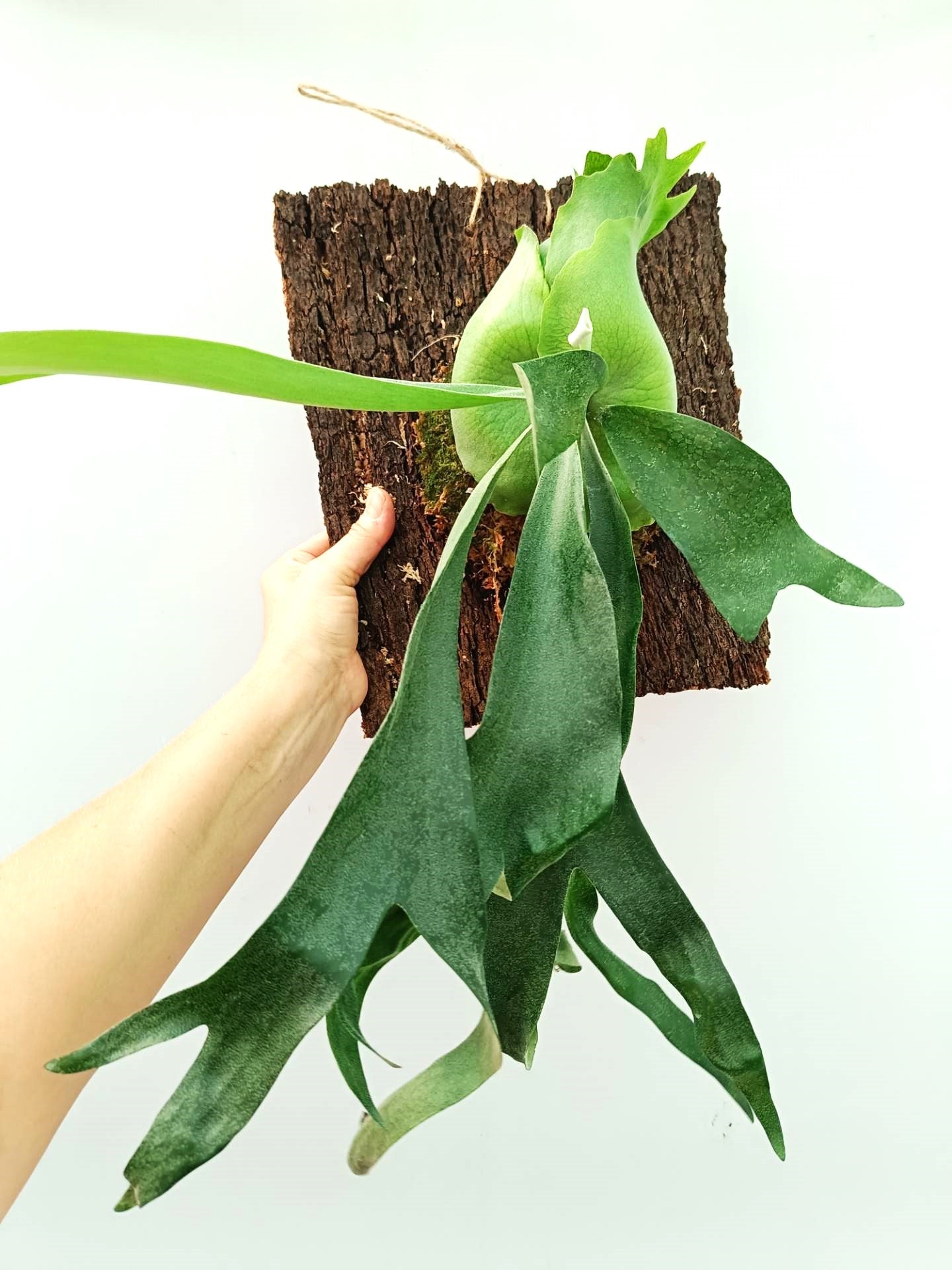 Platycerium FongSiQiQQ