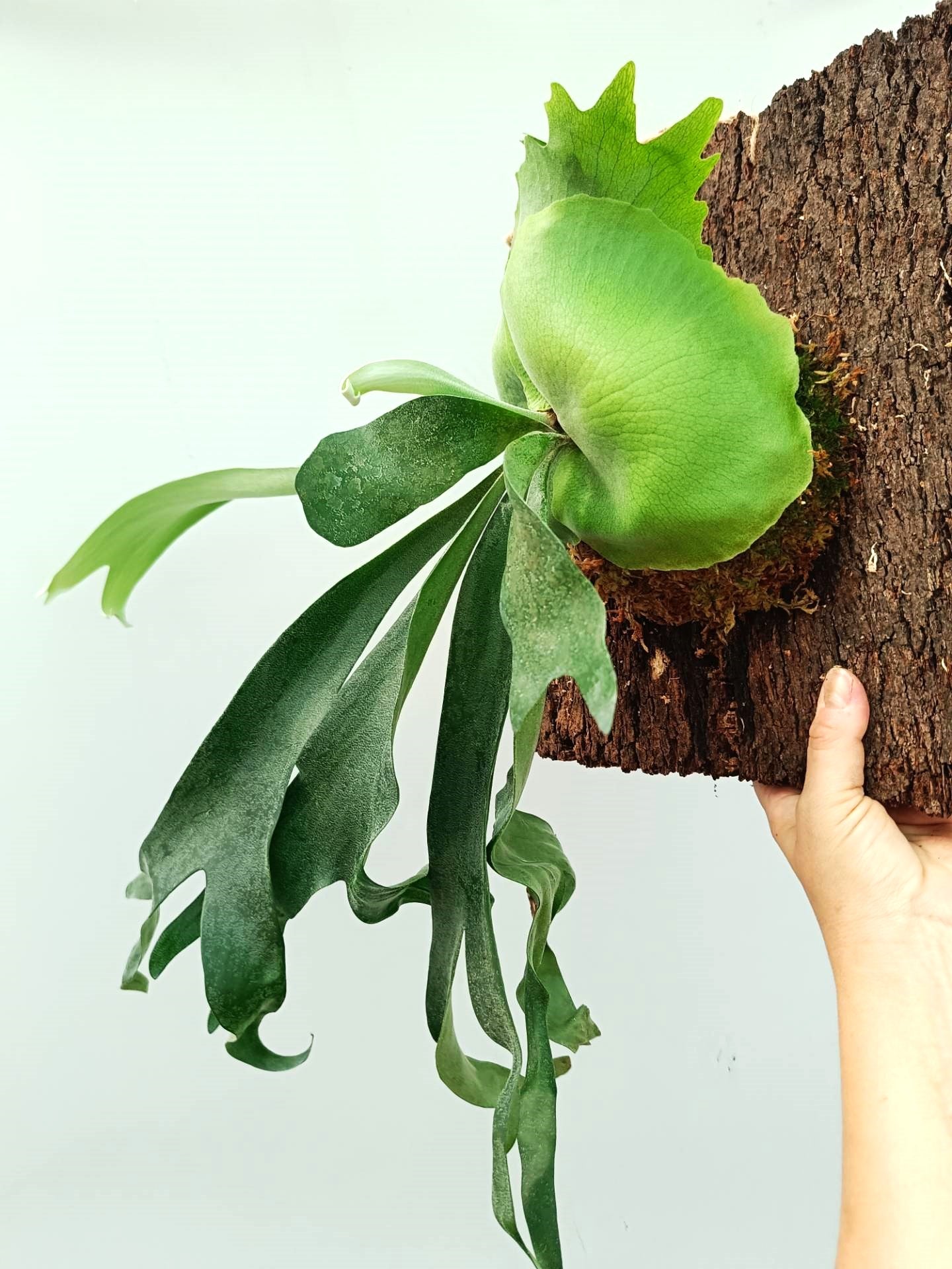 Platycerium FongSiQiQQ