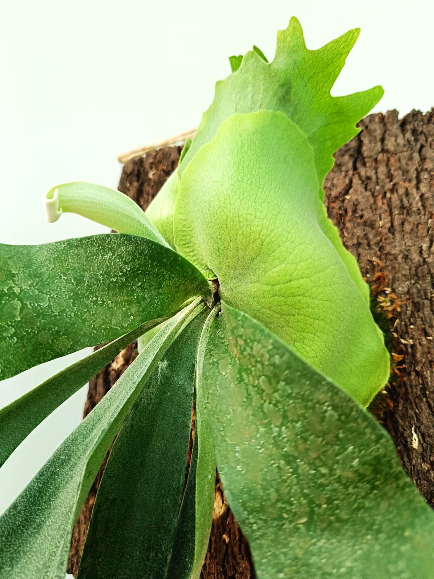 Platycerium FongSiQiQQ