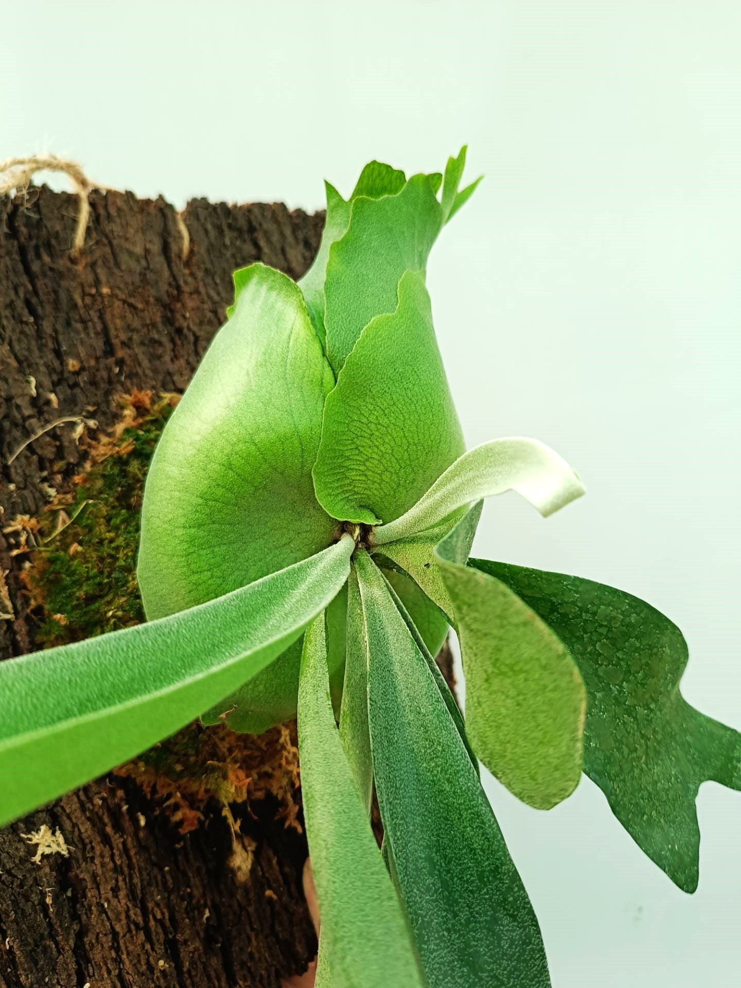 Platycerium FongSiQiQQ