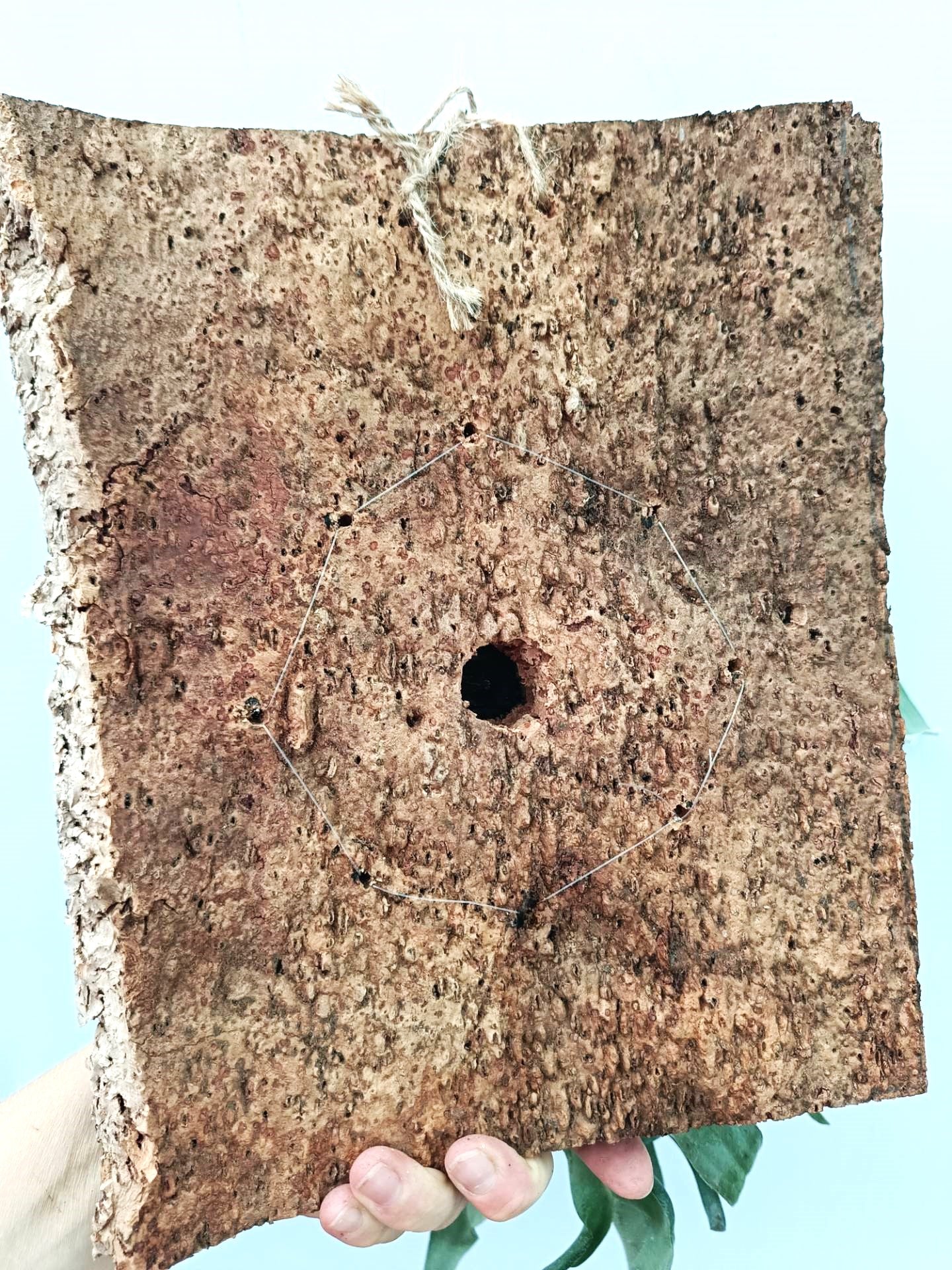 Platycerium FongSiQiQQ