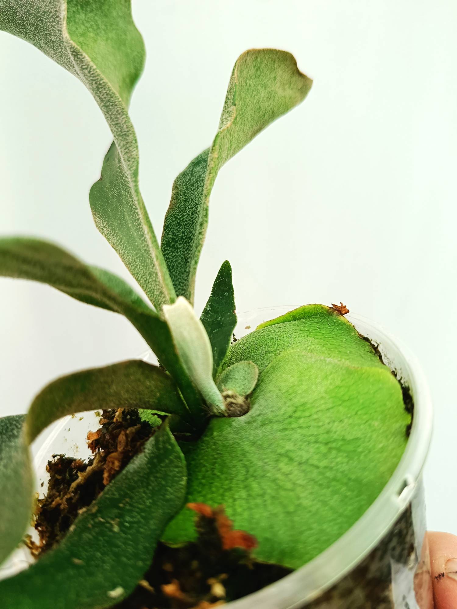 Platycerium Ginka | Welovetropicalplants