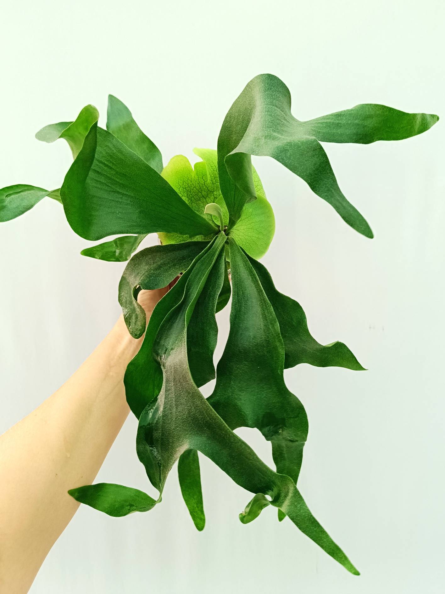 『SALE』P. hillii coronarium Flamenco 13-1 Platycerium Hillii | Welovetropicalplants