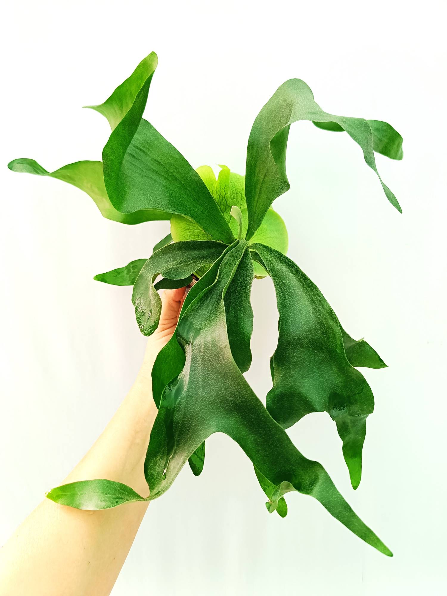 Platycerium Hillii | Welovetropicalplants