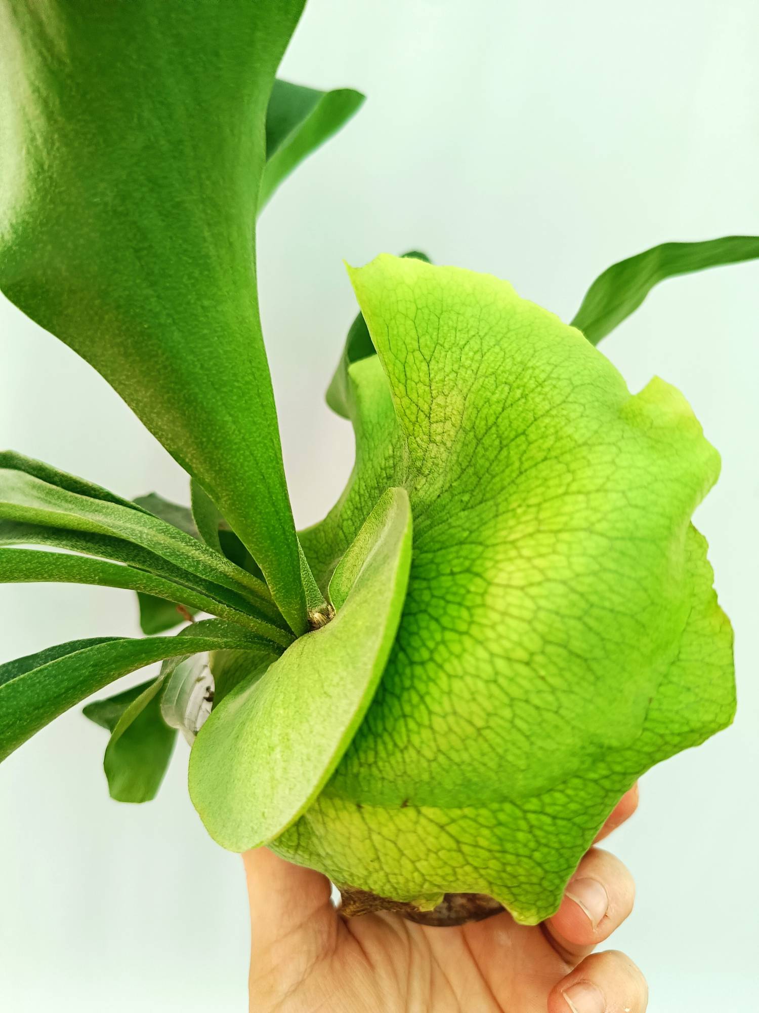 P. hillii coronarium Flamenco 【M-45】 Platycerium Hillii | Welovetropicalplants