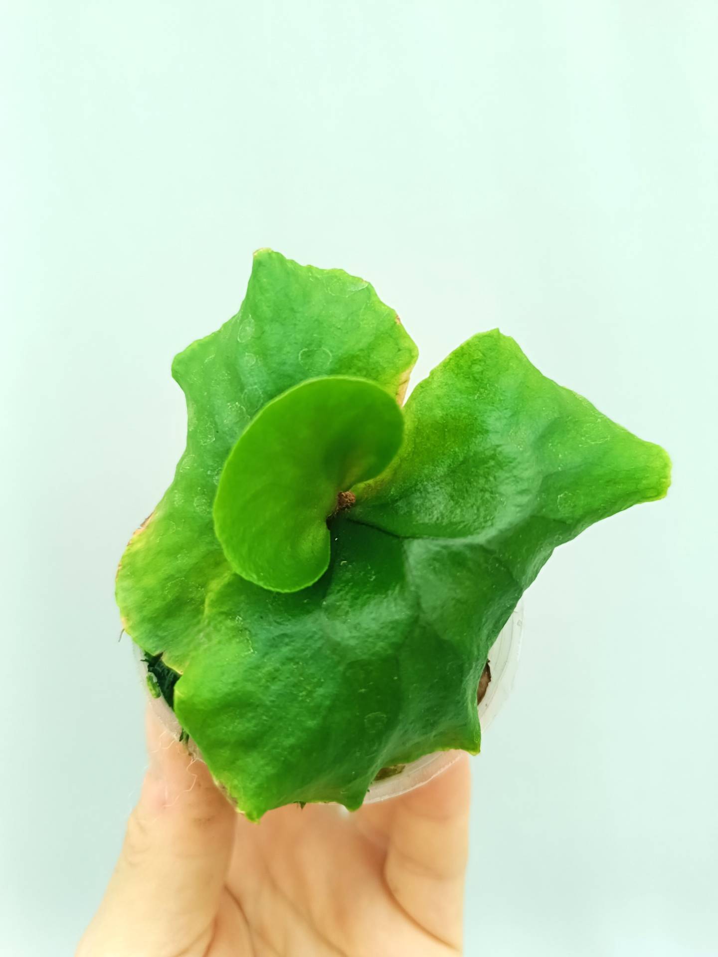 Platycerium Madagascariense