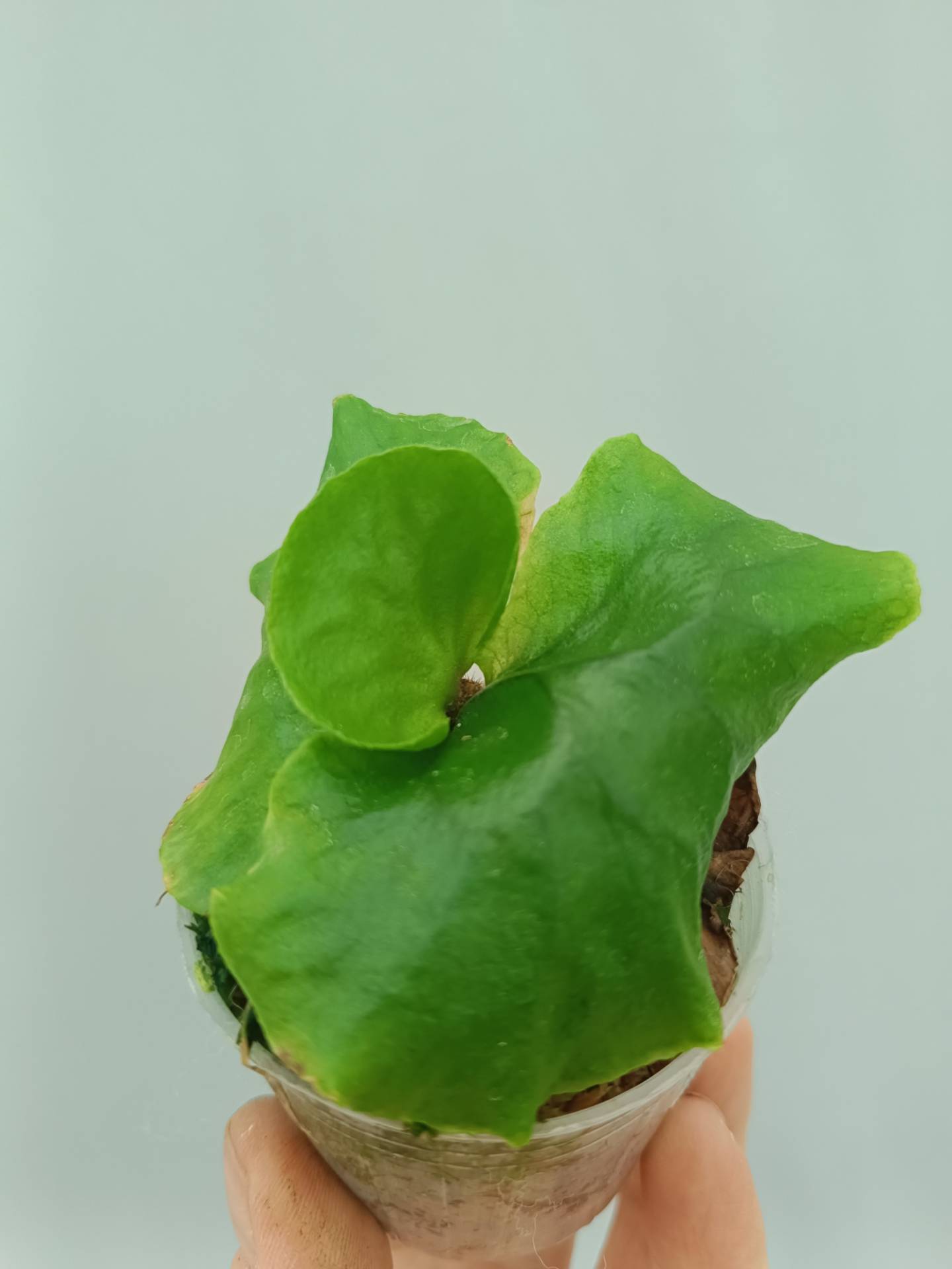 Platycerium Madagascariense