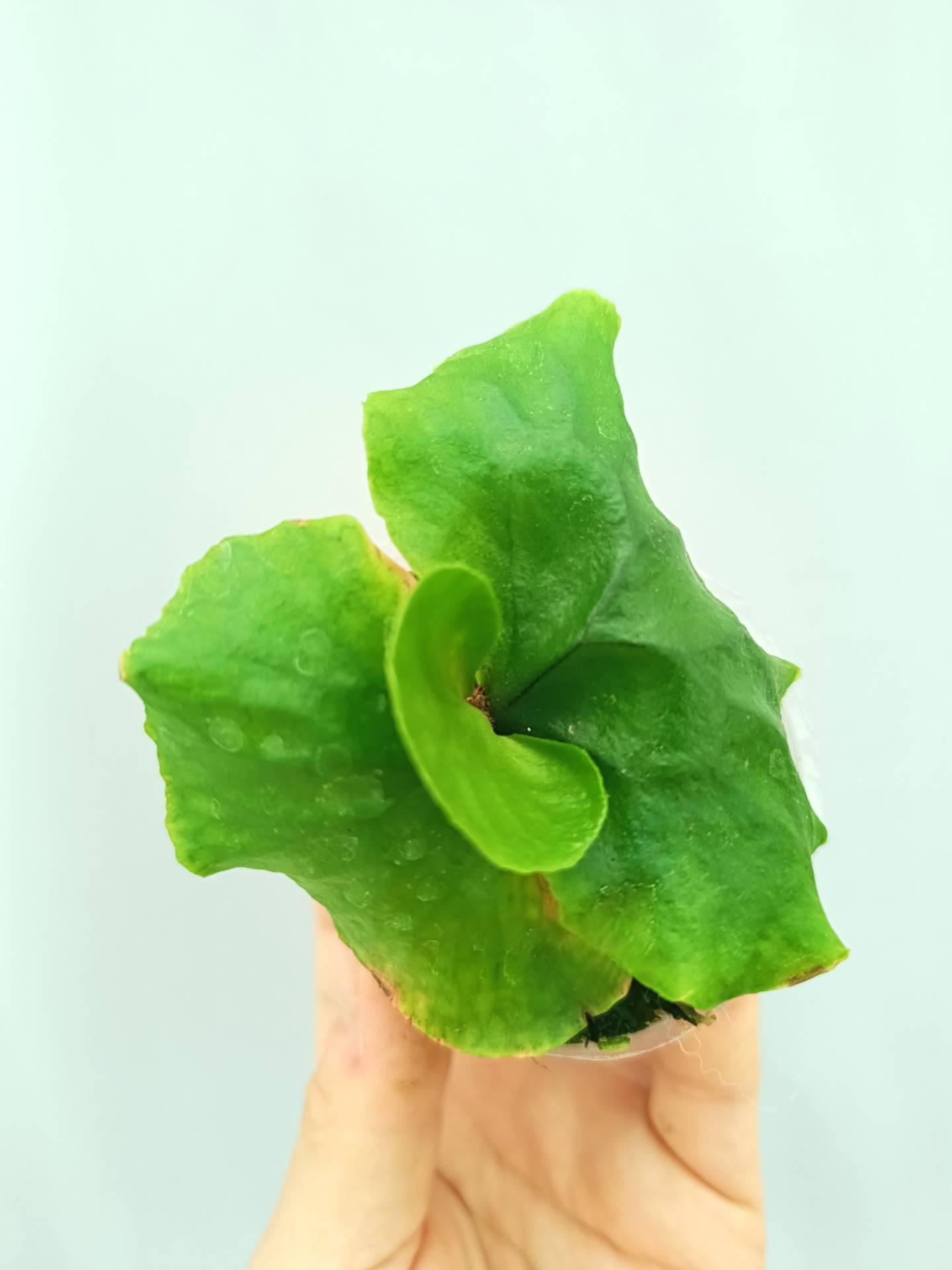 Platycerium Madagascariense