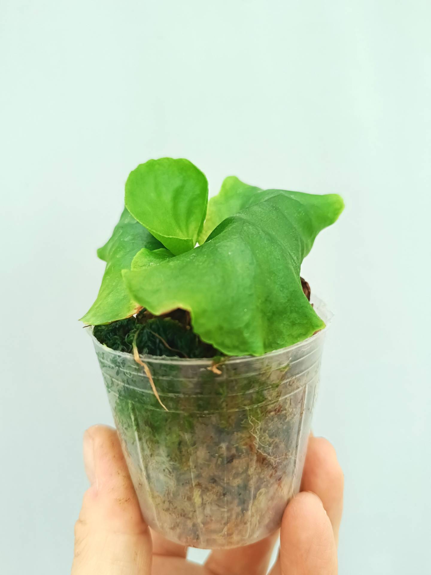 Platycerium Madagascariense