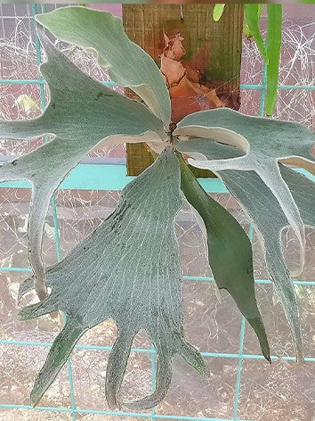 Platycerium Omo &#39;Polar Bear&#39; mature plant