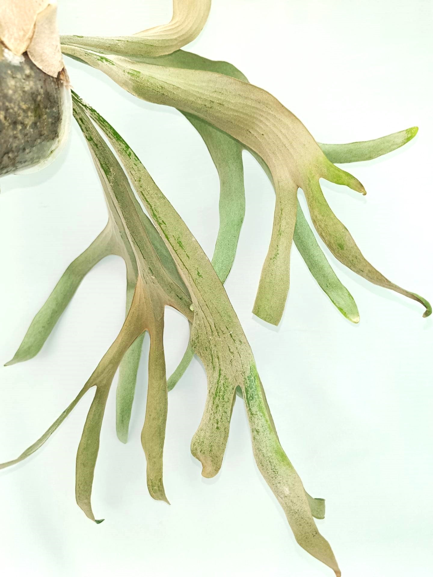 Platycerium Omo 'Polar Bear'