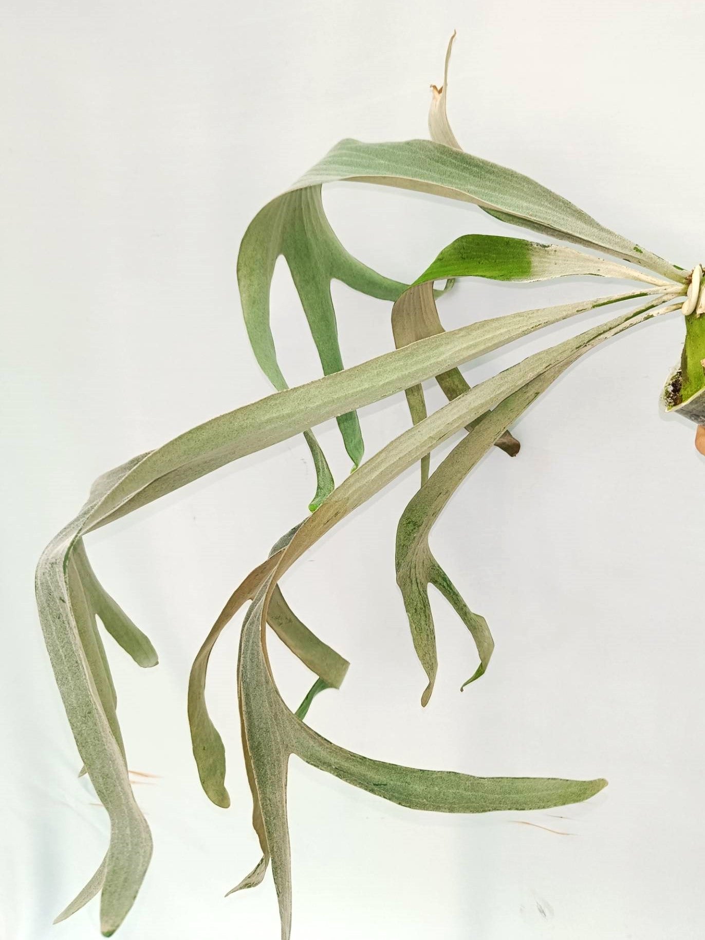 Platycerium Omo 'Polar Bear'