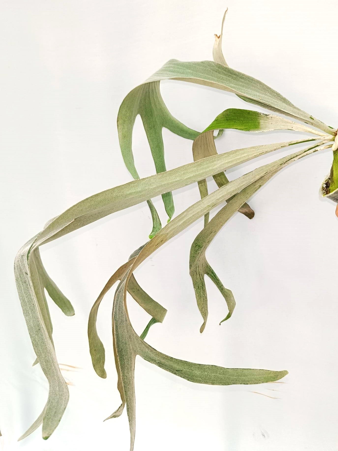 Platycerium Omo 'Polar Bear'