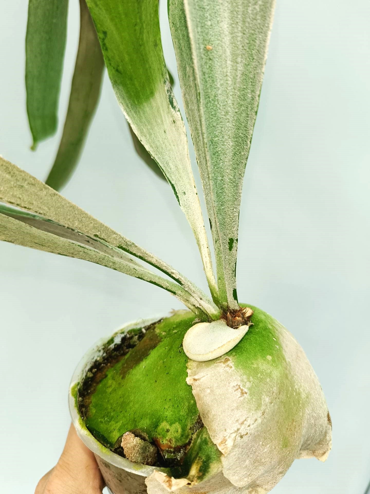 Platycerium Omo 'Polar Bear'