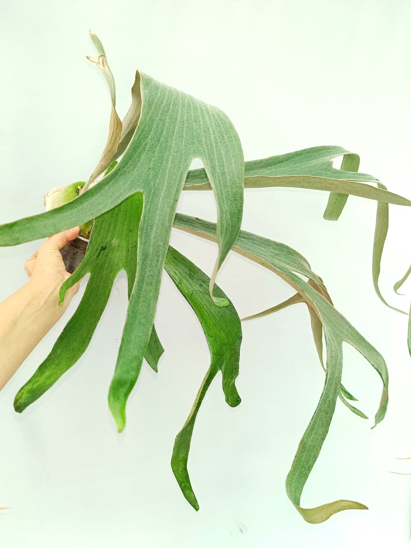 Platycerium Omo 'Polar Bear'