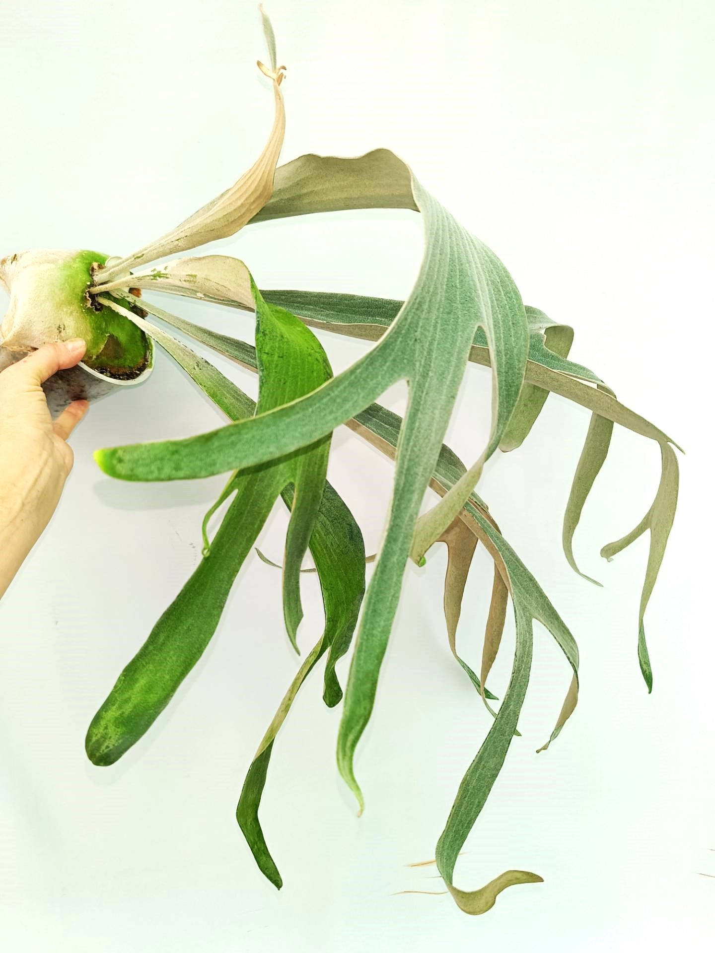 Platycerium Omo 'Polar Bear'