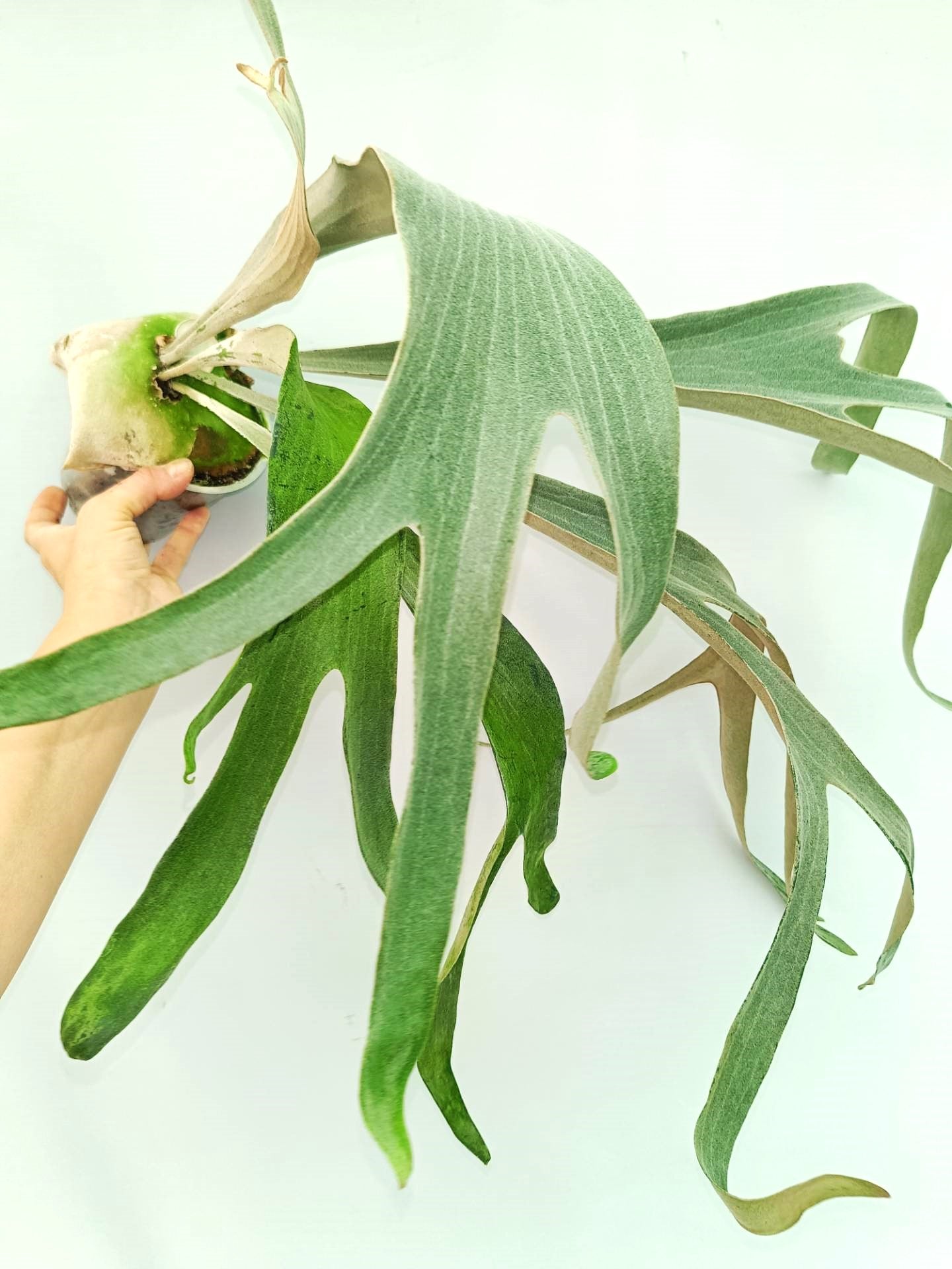 Platycerium Omo &#39;Polar Bear&#39;