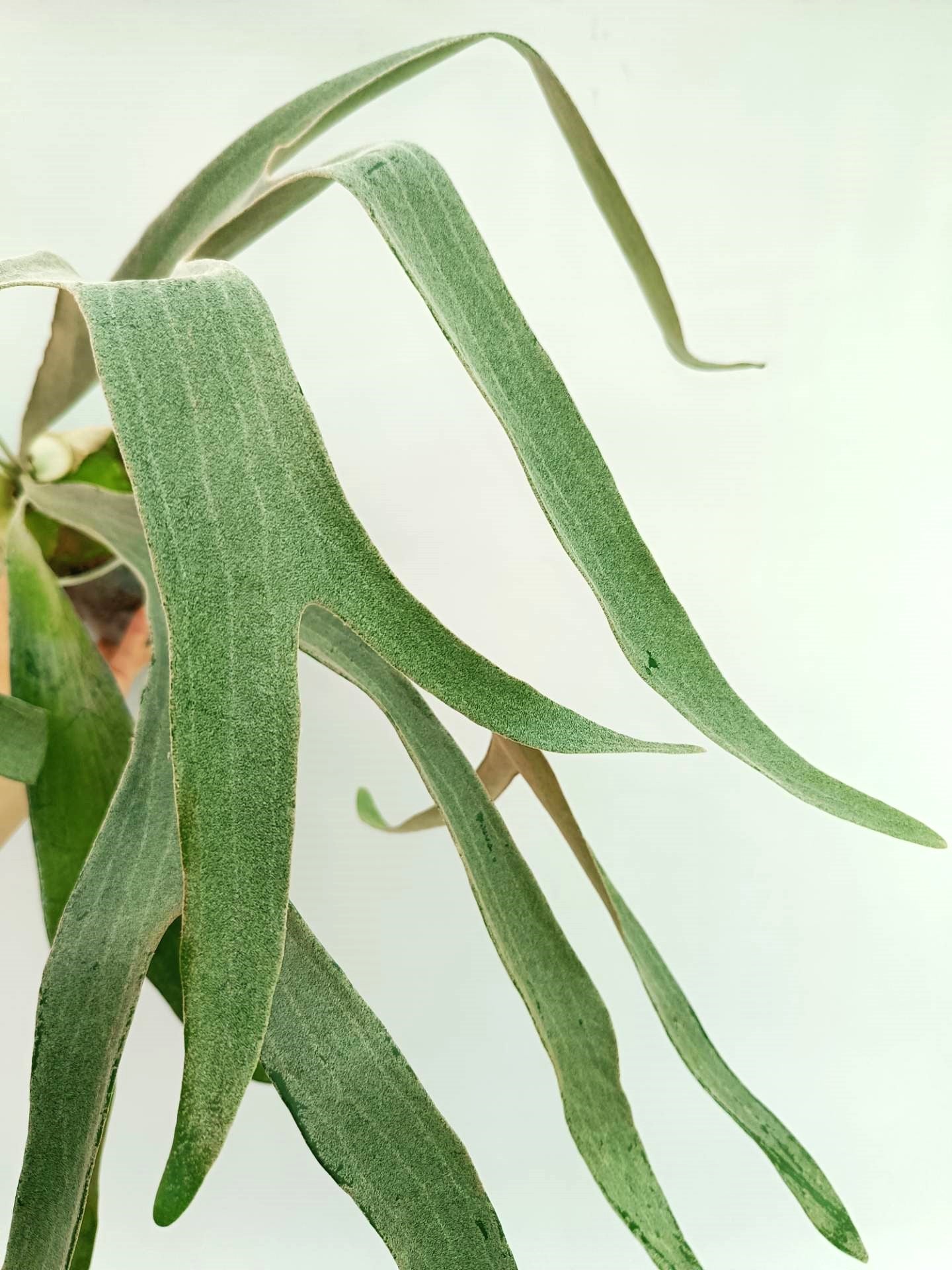 Platycerium Omo 'Polar Bear'