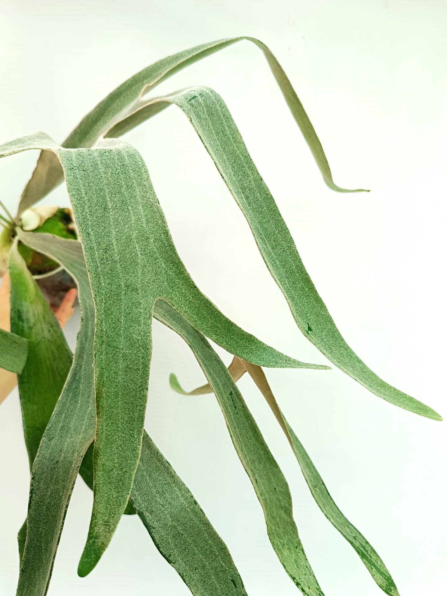 Platycerium Omo 'Polar Bear'