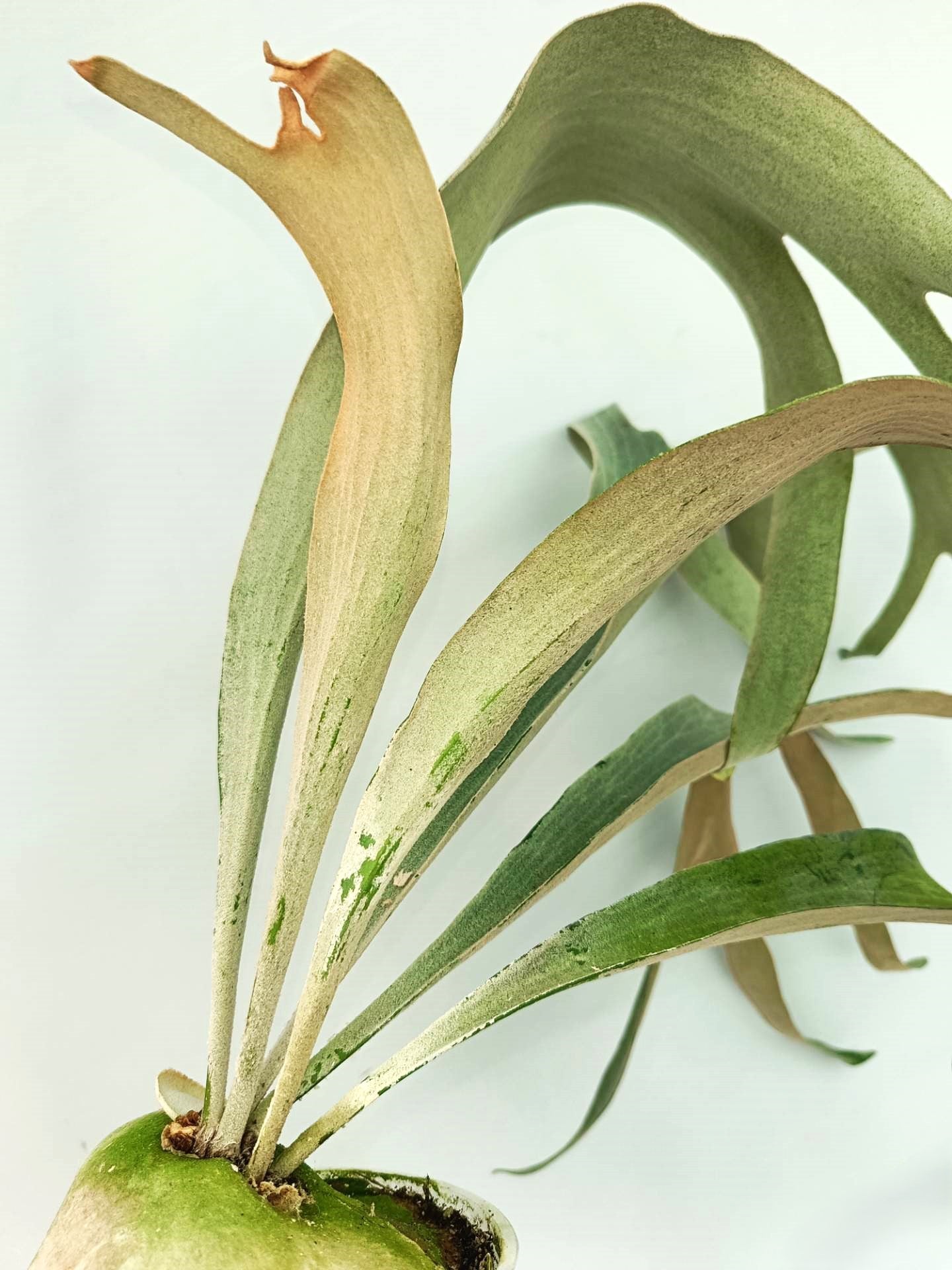 Platycerium Omo 'Polar Bear'