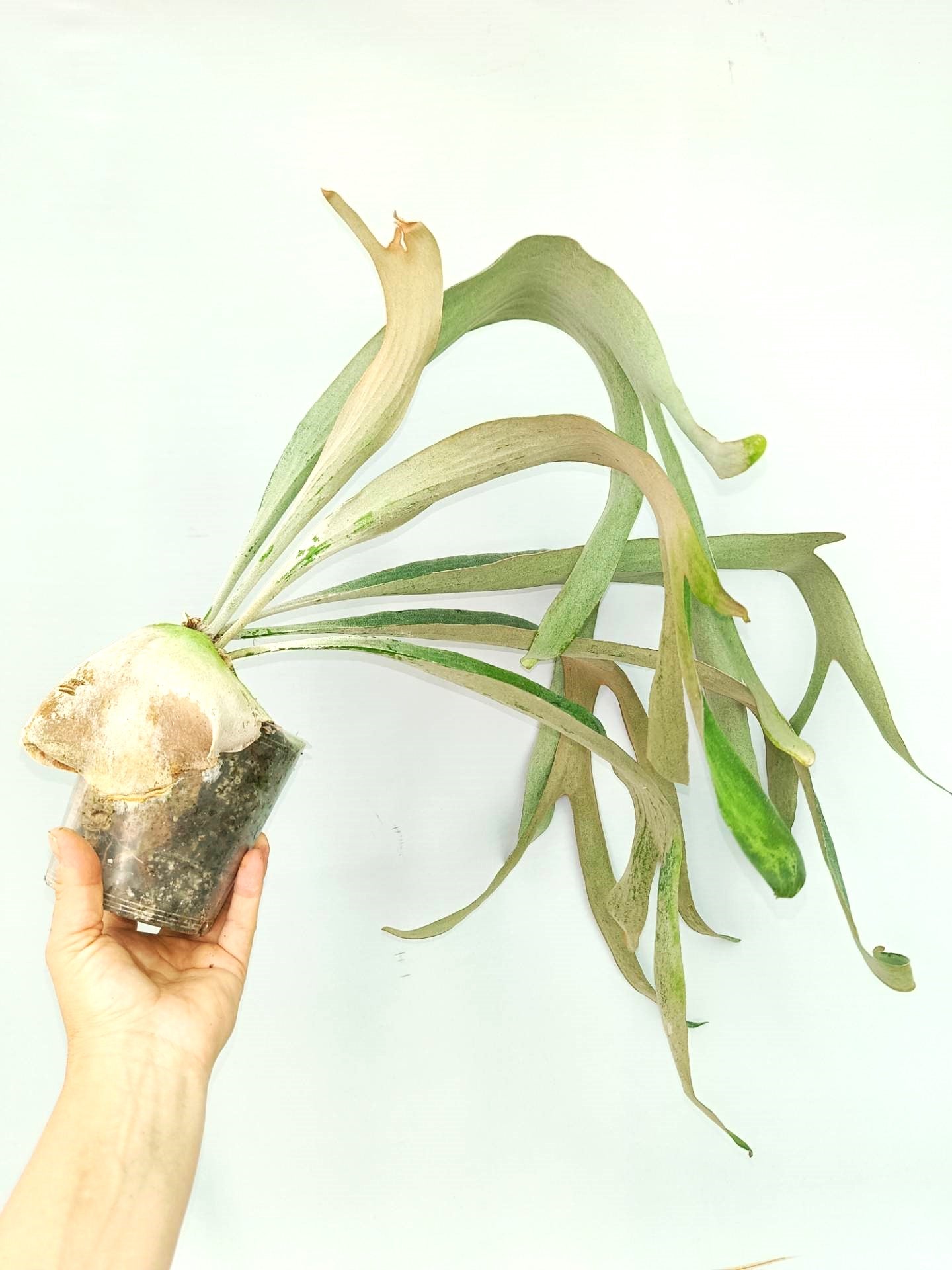 Platycerium Omo 'Polar Bear'